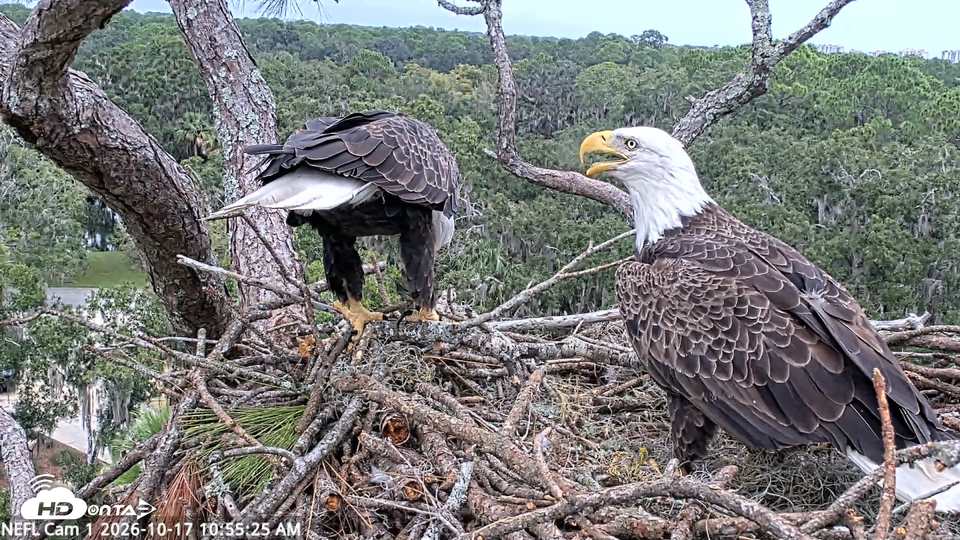 Snapshot of NE Florida Eagles Live Webcam taken Oct 17, 2026, 10:56am EDT