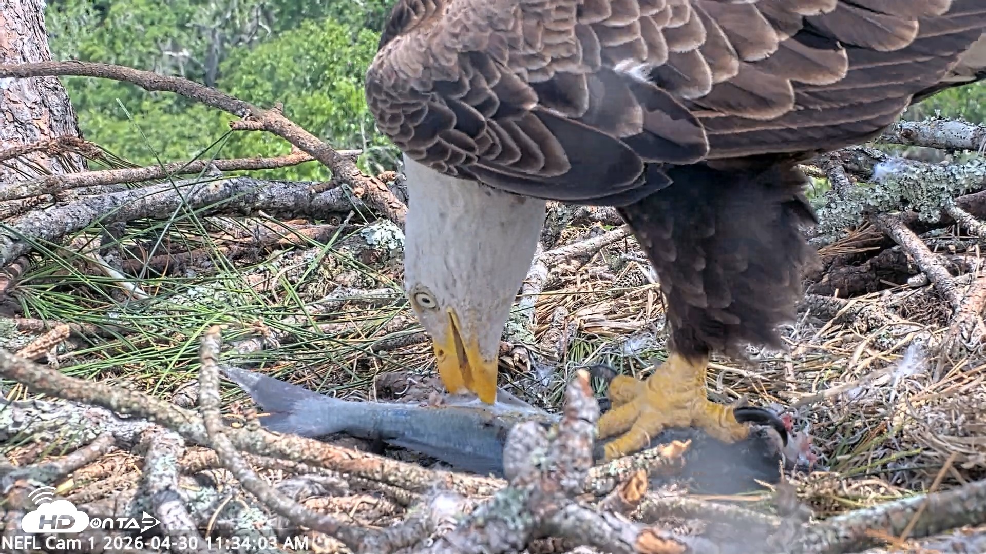 Snapshot of NE Florida Eagles Live Webcam taken Apr 30, 2026, 11:34am EDT