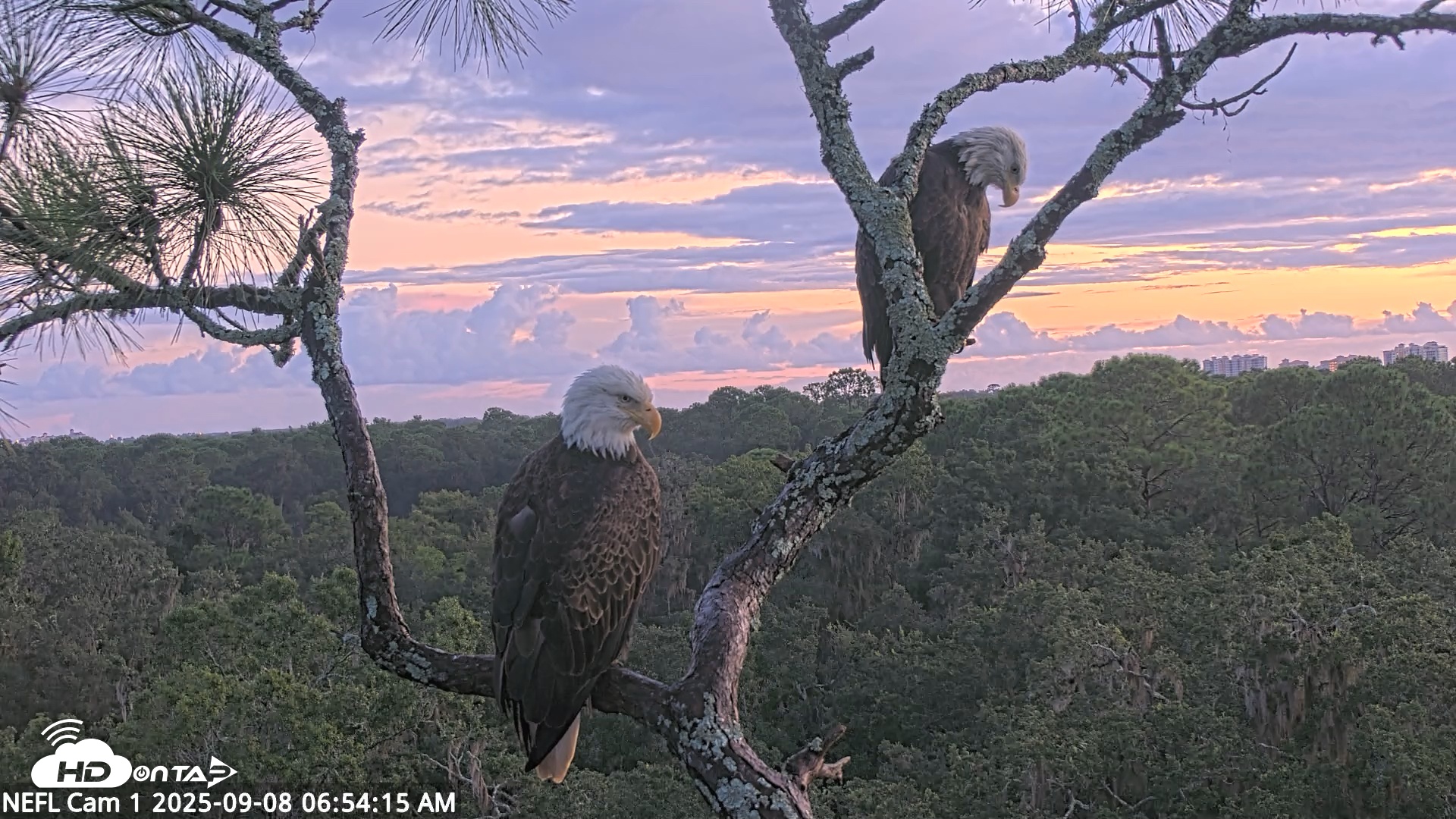 Snapshot of NE Florida Eagles Live Webcam taken Sep 8, 2025, 6:55am EDT