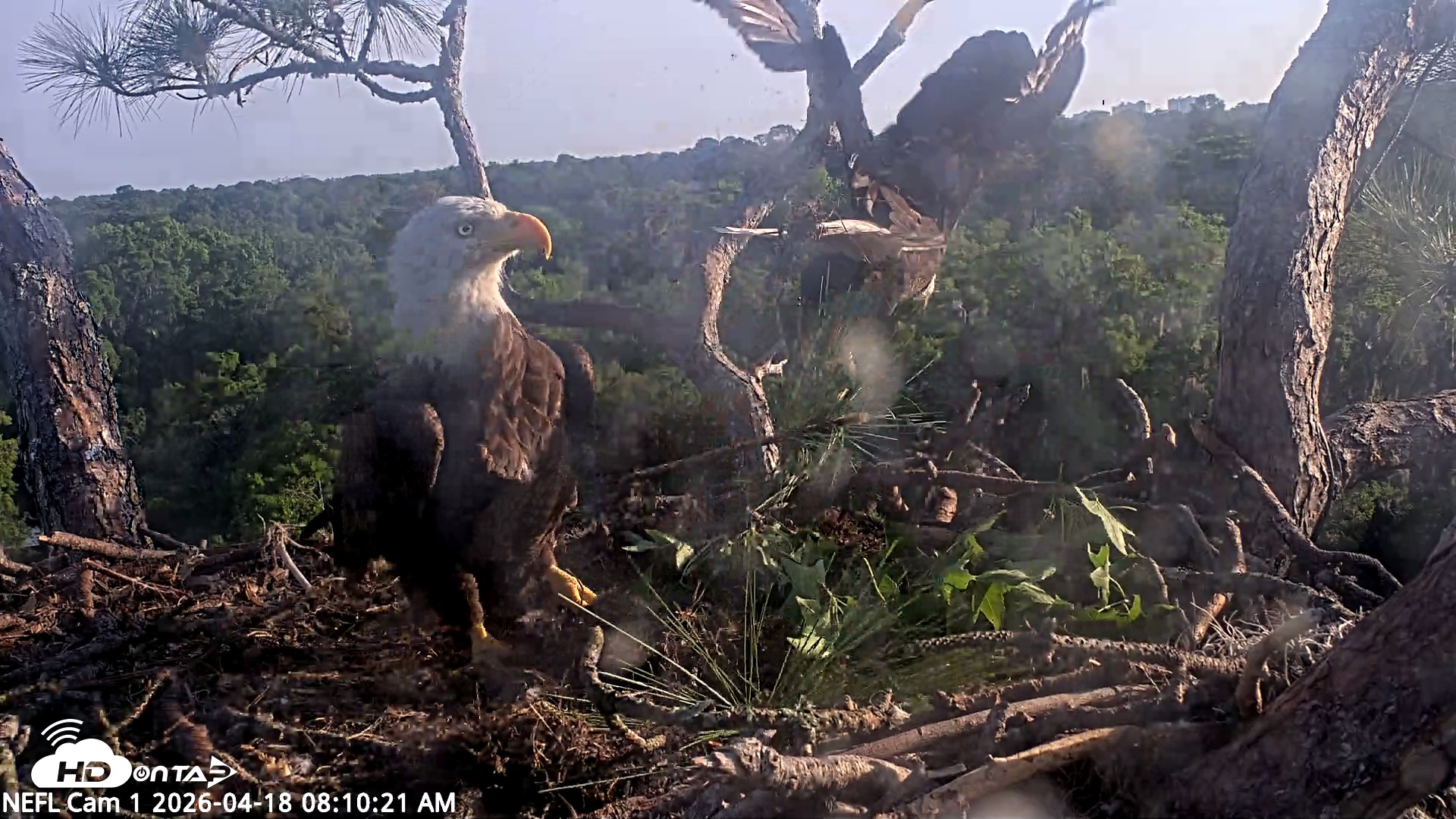 Snapshot of NE Florida Eagles Live Webcam taken Apr 18, 2026, 8:11am EDT