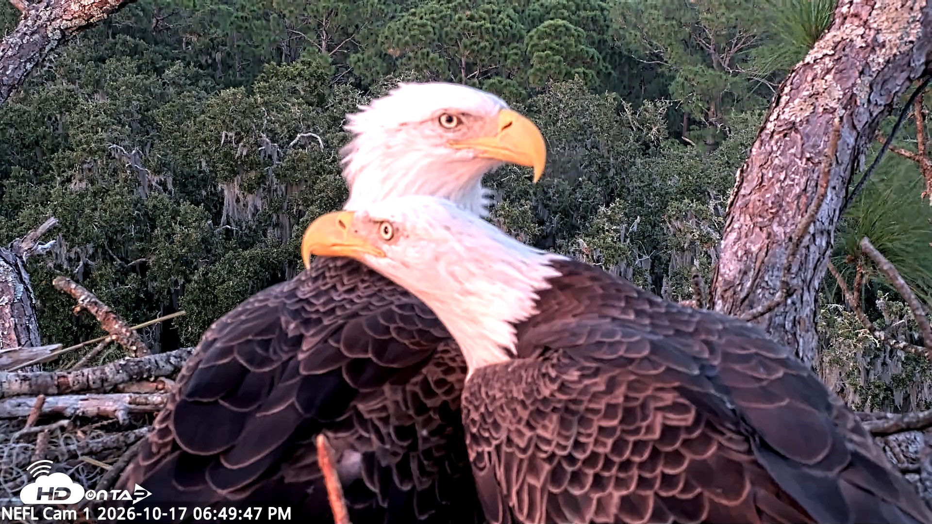 Snapshot of NE Florida Eagles Live Webcam taken Oct 17, 2026, 6:50pm EDT