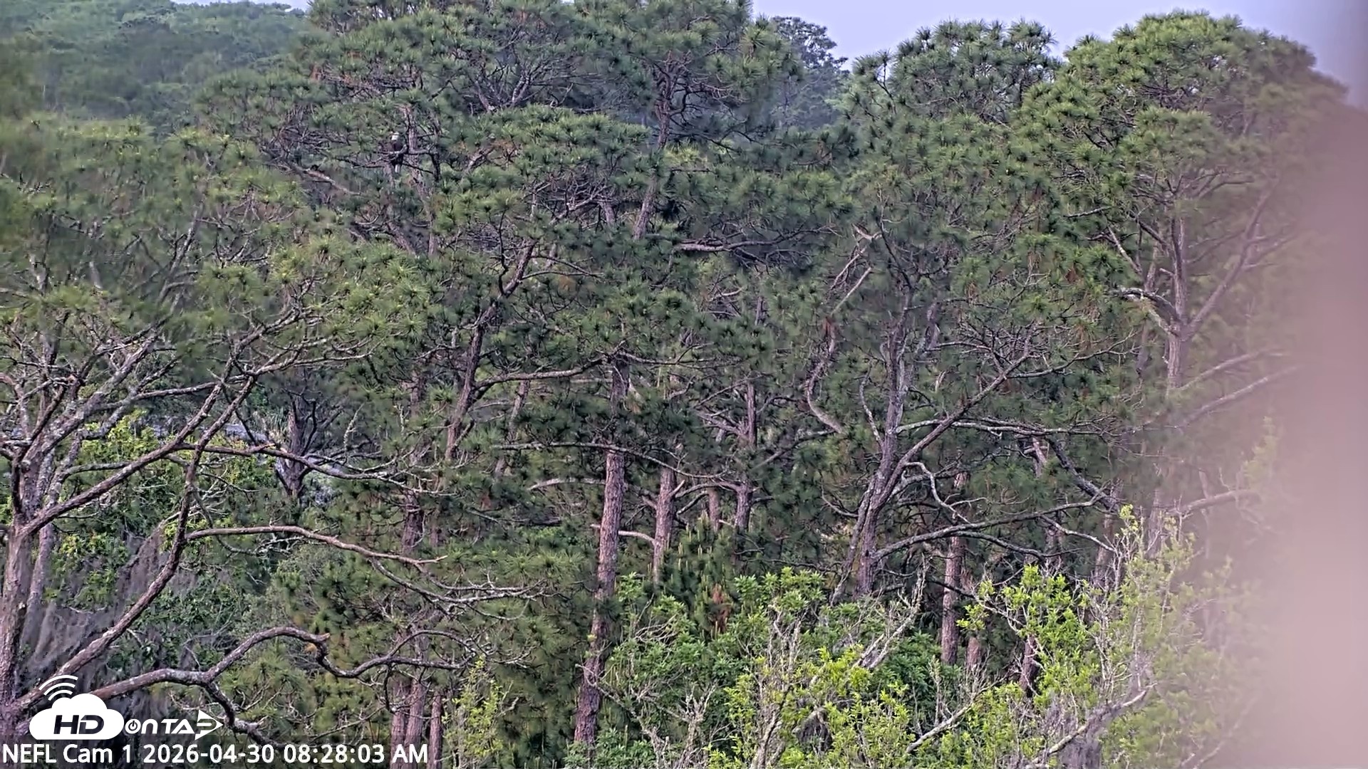 Snapshot of NE Florida Eagles Live Webcam taken Apr 30, 2026, 8:29am EDT