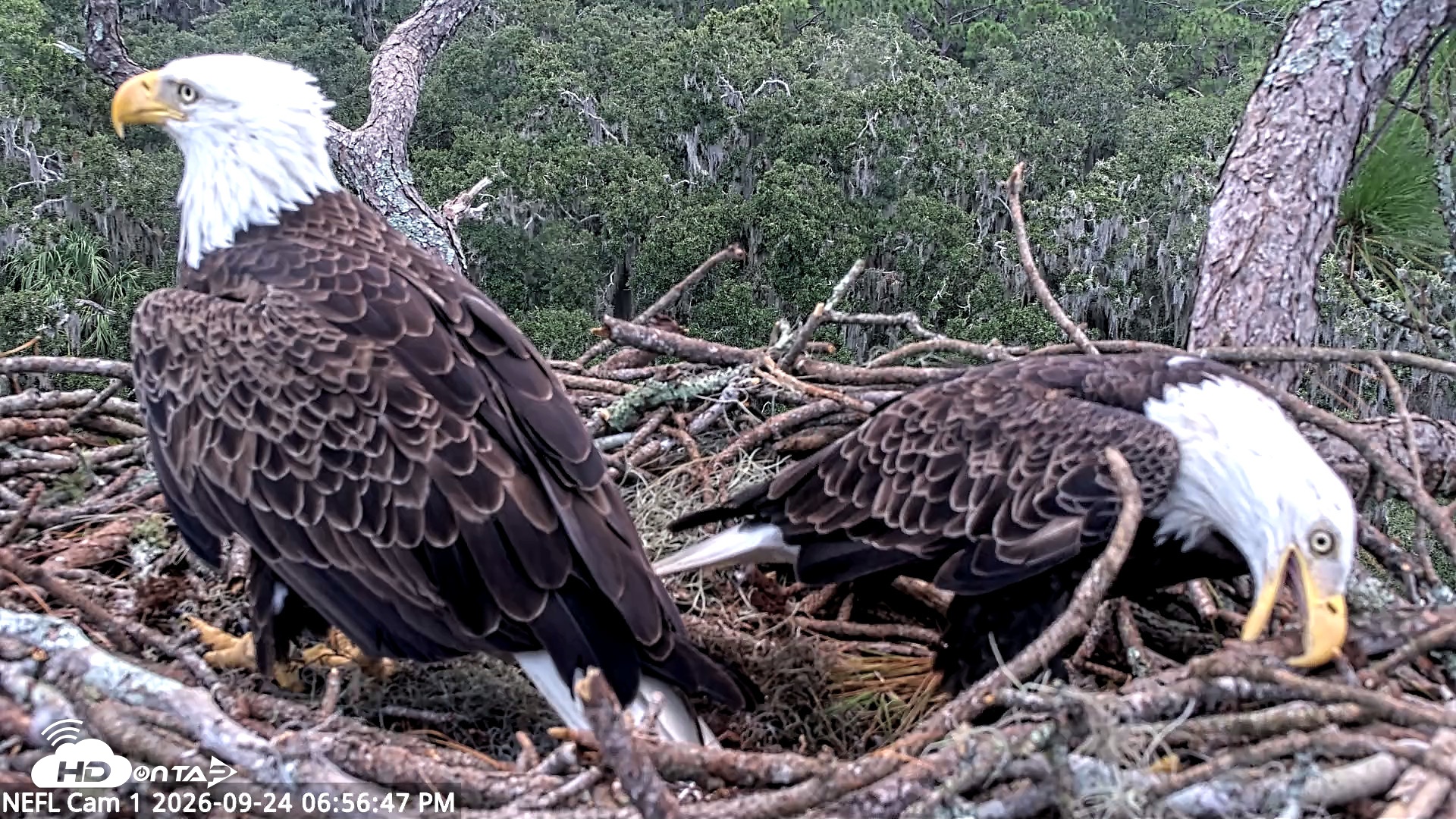 Snapshot of NE Florida Eagles Live Webcam taken Sep 24, 2026, 6:57pm EDT