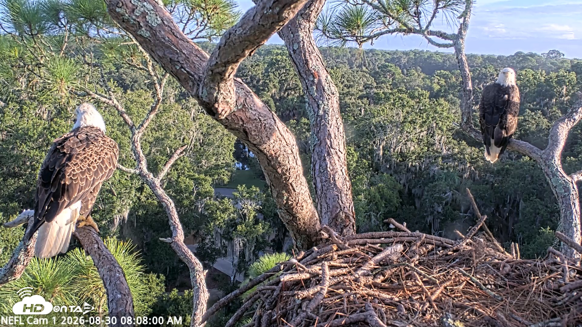 Snapshot of NE Florida Eagles Live Webcam taken Aug 30, 2026, 8:08am EDT