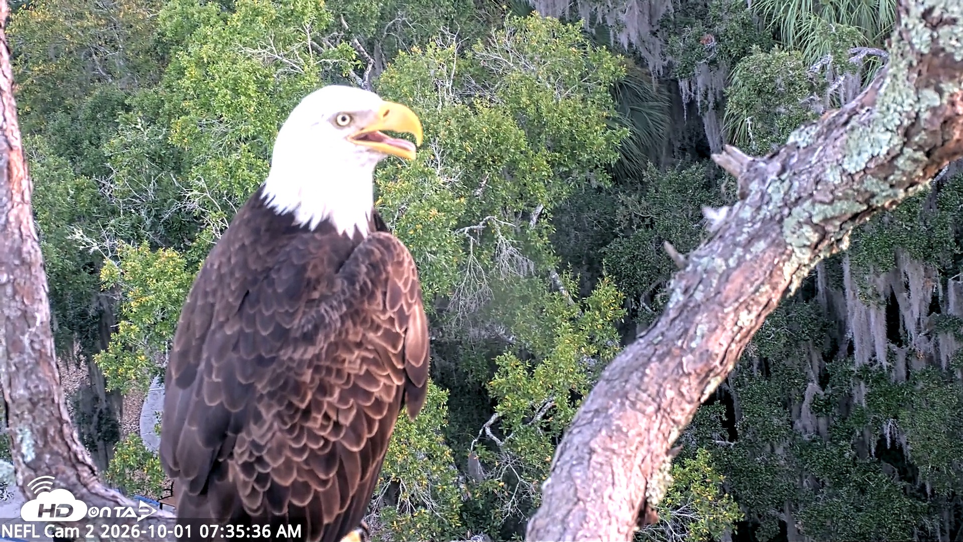 Snapshot of NE Florida Eagles Live Webcam taken Oct 1, 2026, 7:36am EDT