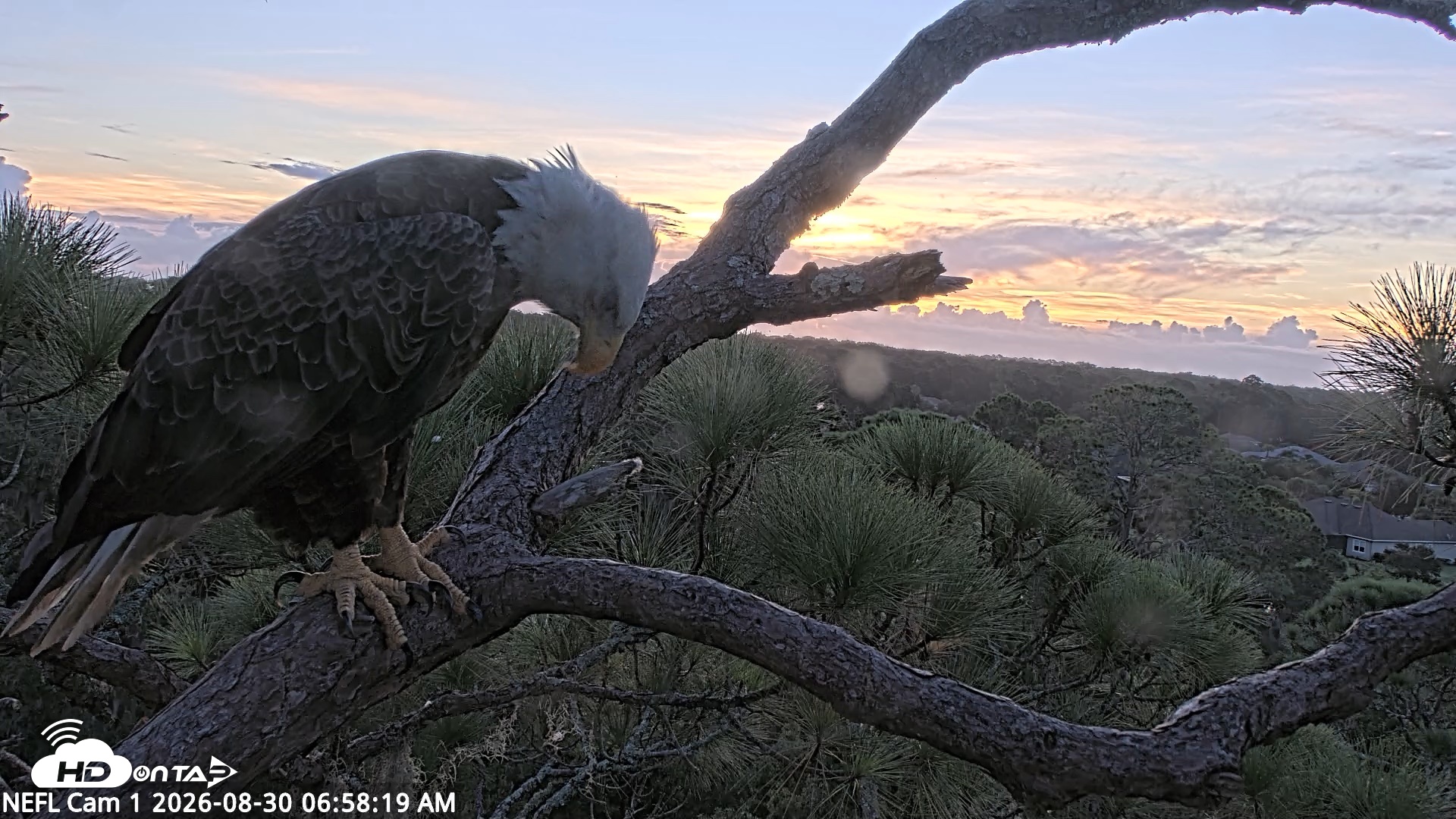Snapshot of NE Florida Eagles Live Webcam taken Aug 30, 2026, 6:59am EDT