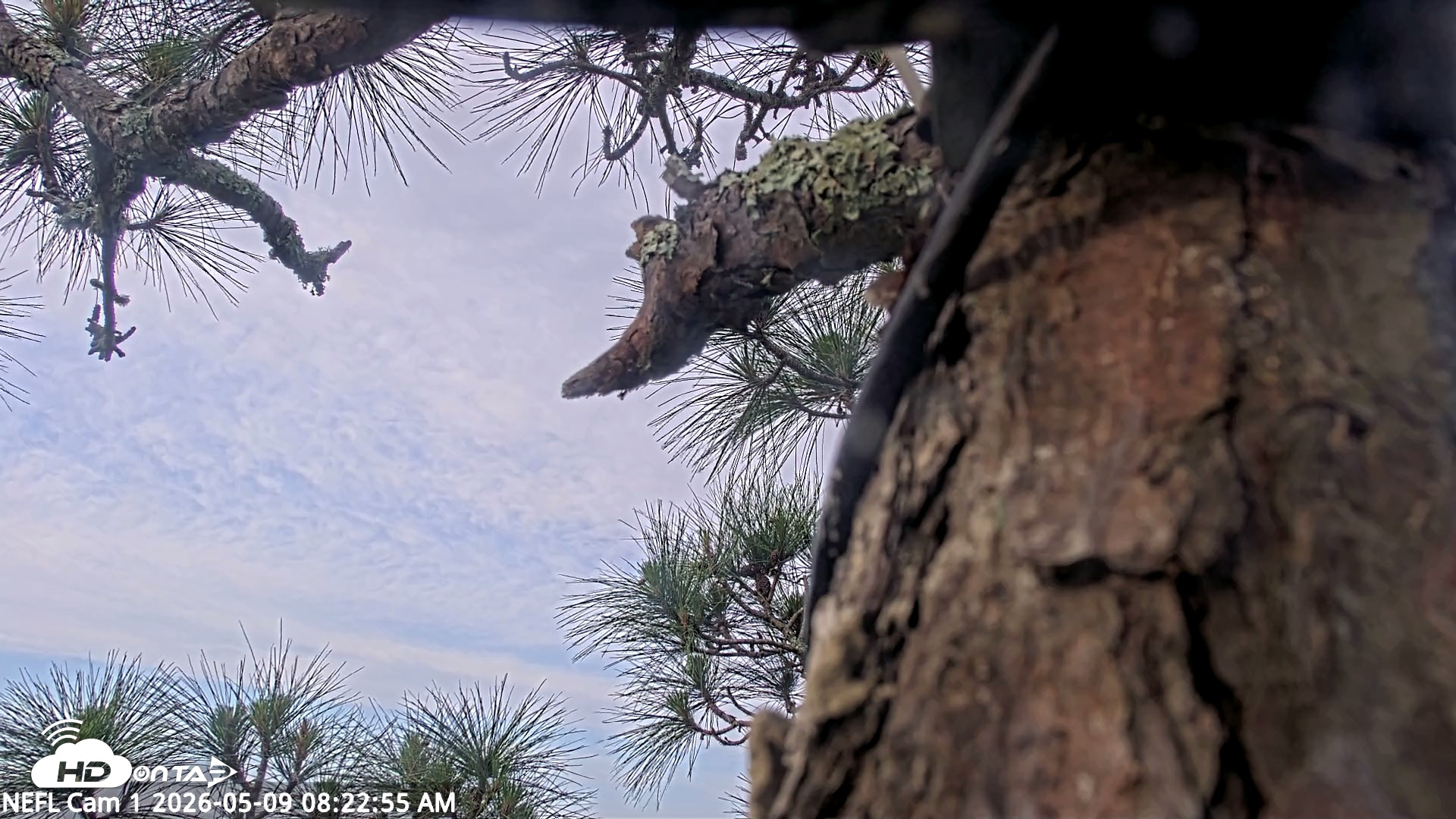 Snapshot of NE Florida Eagles Live Webcam taken May 9, 2026, 8:23am EDT