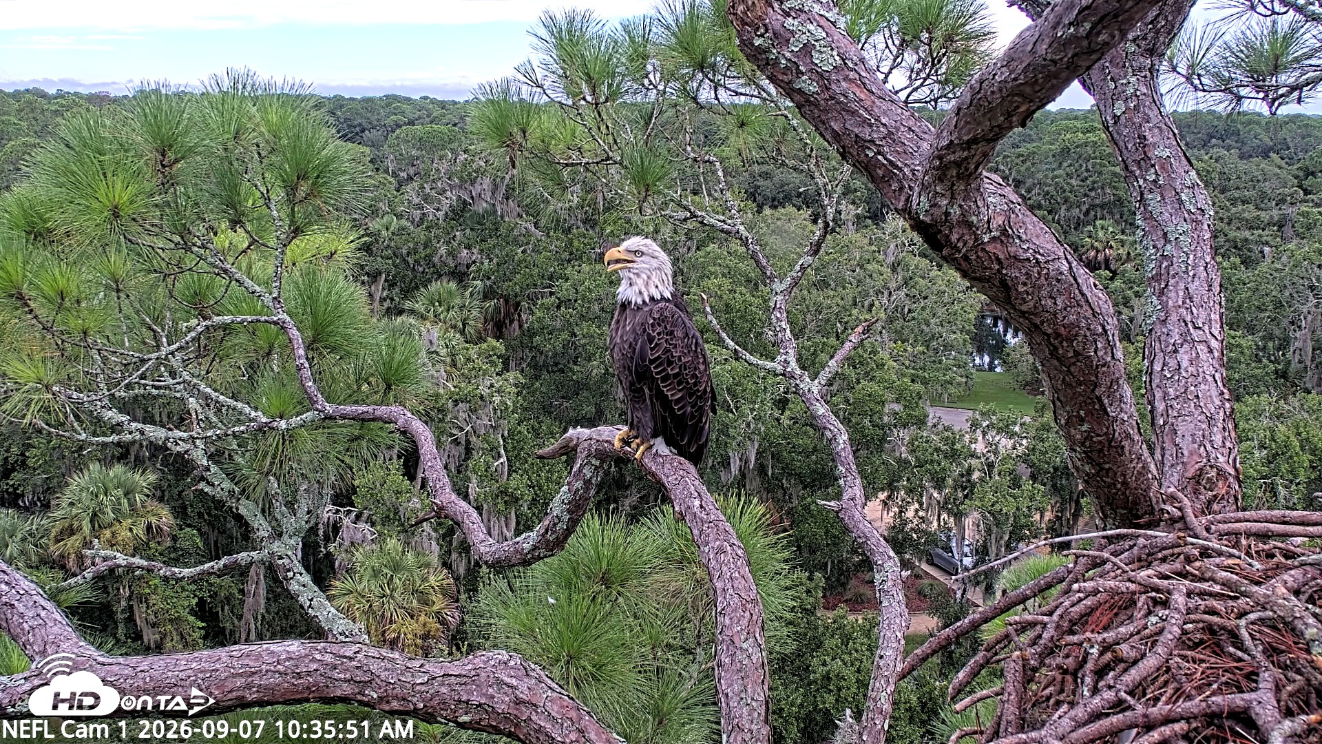 Snapshot of NE Florida Eagles Live Webcam taken Sep 7, 2026, 10:36am EDT