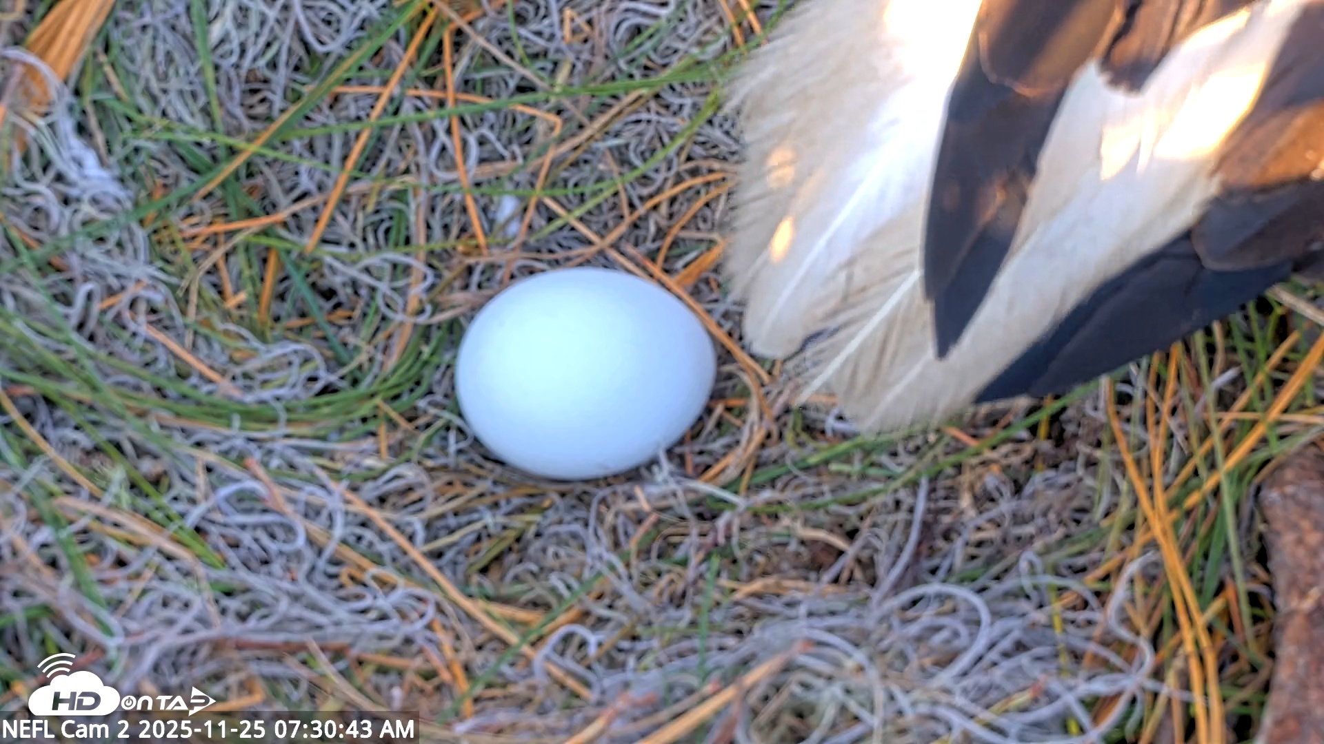 Snapshot of NE Florida Eagles Live Webcam taken Nov 25, 2025, 7:31am EST