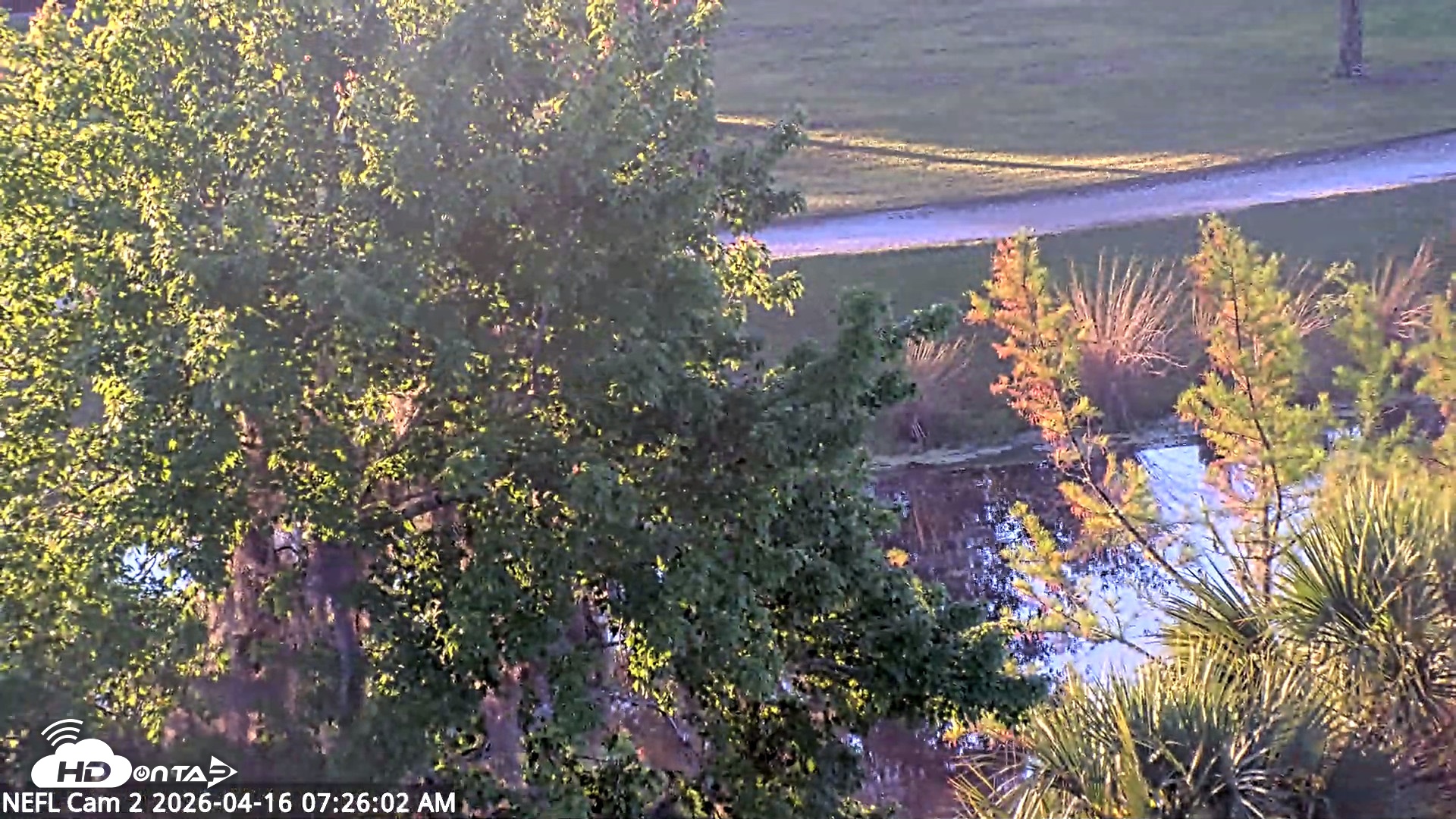 Snapshot of NE Florida Eagles Live Webcam taken Apr 16, 2026, 7:27am EDT