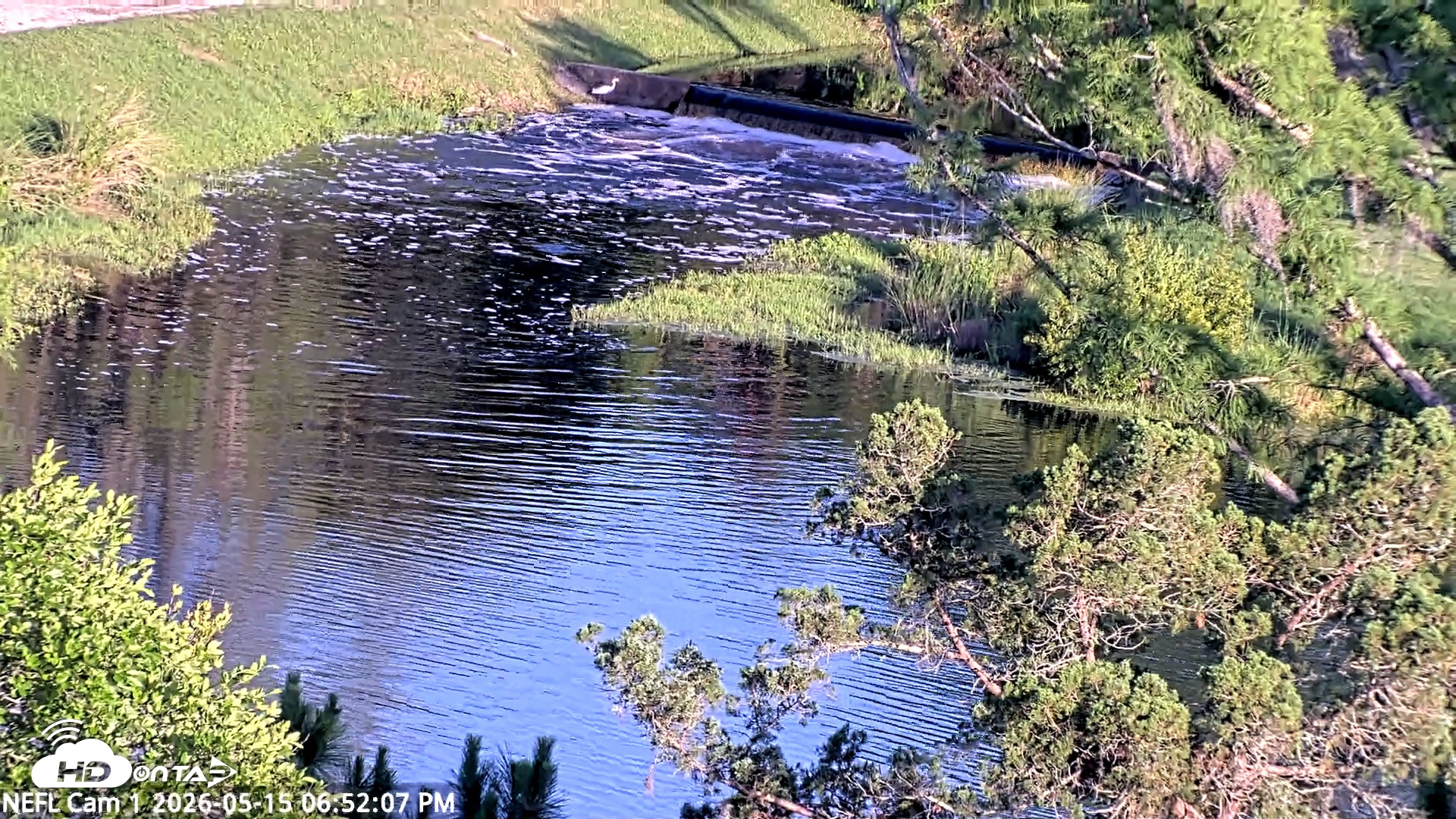 Snapshot of NE Florida Eagles Live Webcam taken May 15, 2026, 6:52pm EDT