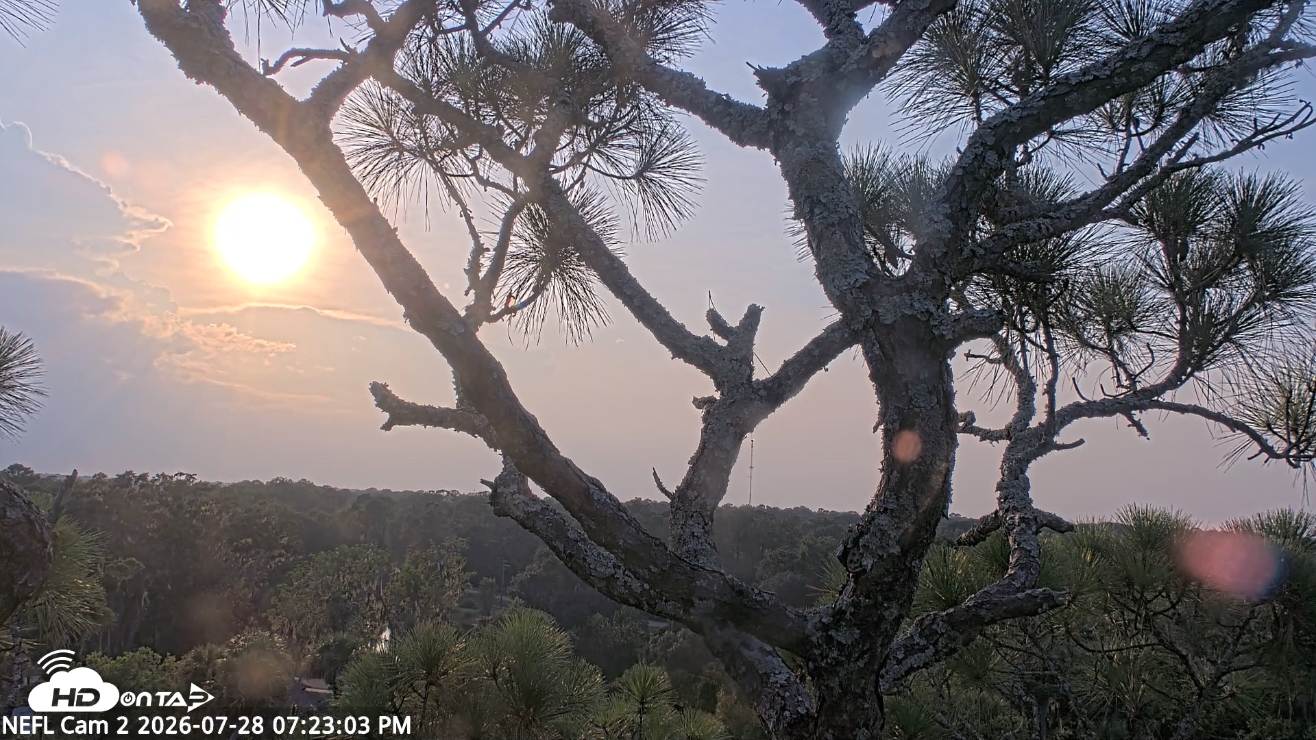 Snapshot of NE Florida Eagles Live Webcam taken Jul 28, 2026, 7:23pm EDT
