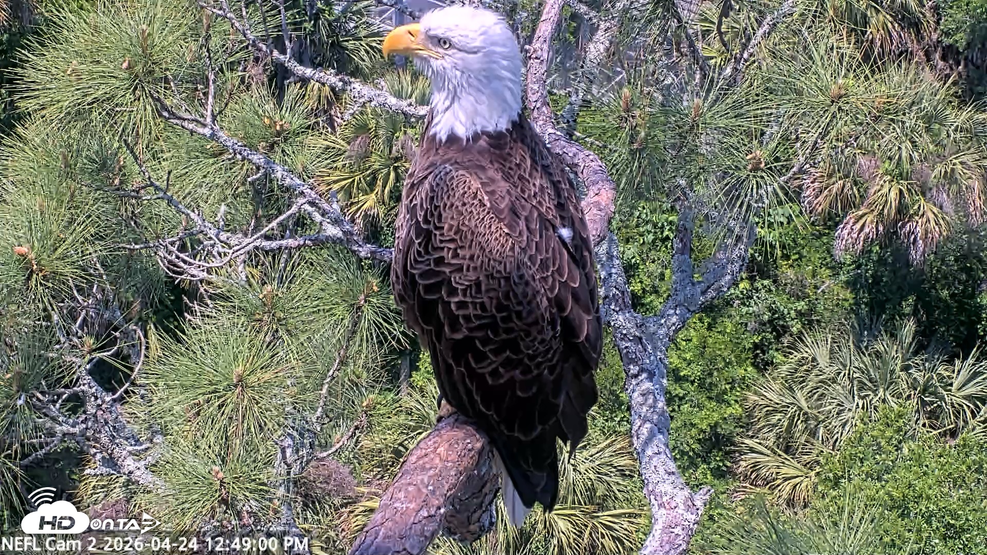 Snapshot of NE Florida Eagles Live Webcam taken Apr 24, 2026, 12:50pm EDT