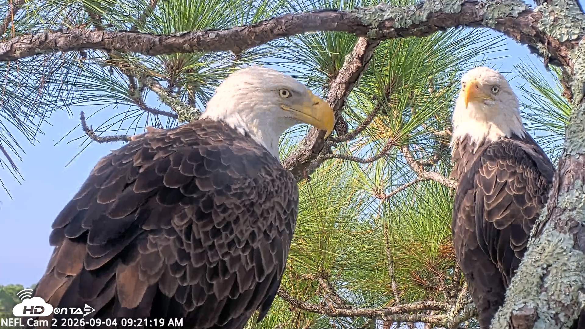 Snapshot of NE Florida Eagles Live Webcam taken Sep 4, 2026, 9:22am EDT