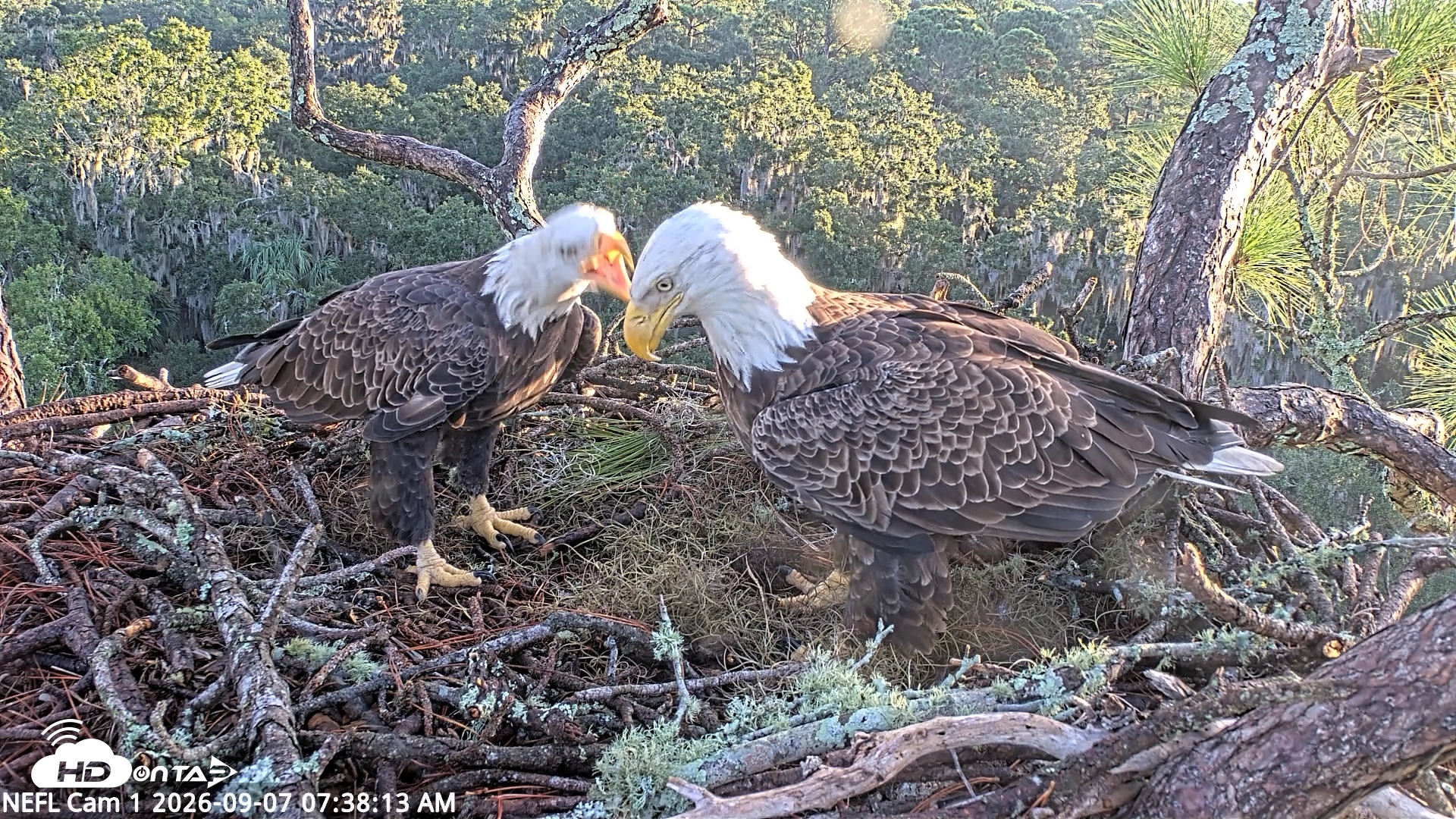 Snapshot of NE Florida Eagles Live Webcam taken Sep 7, 2026, 7:39am EDT