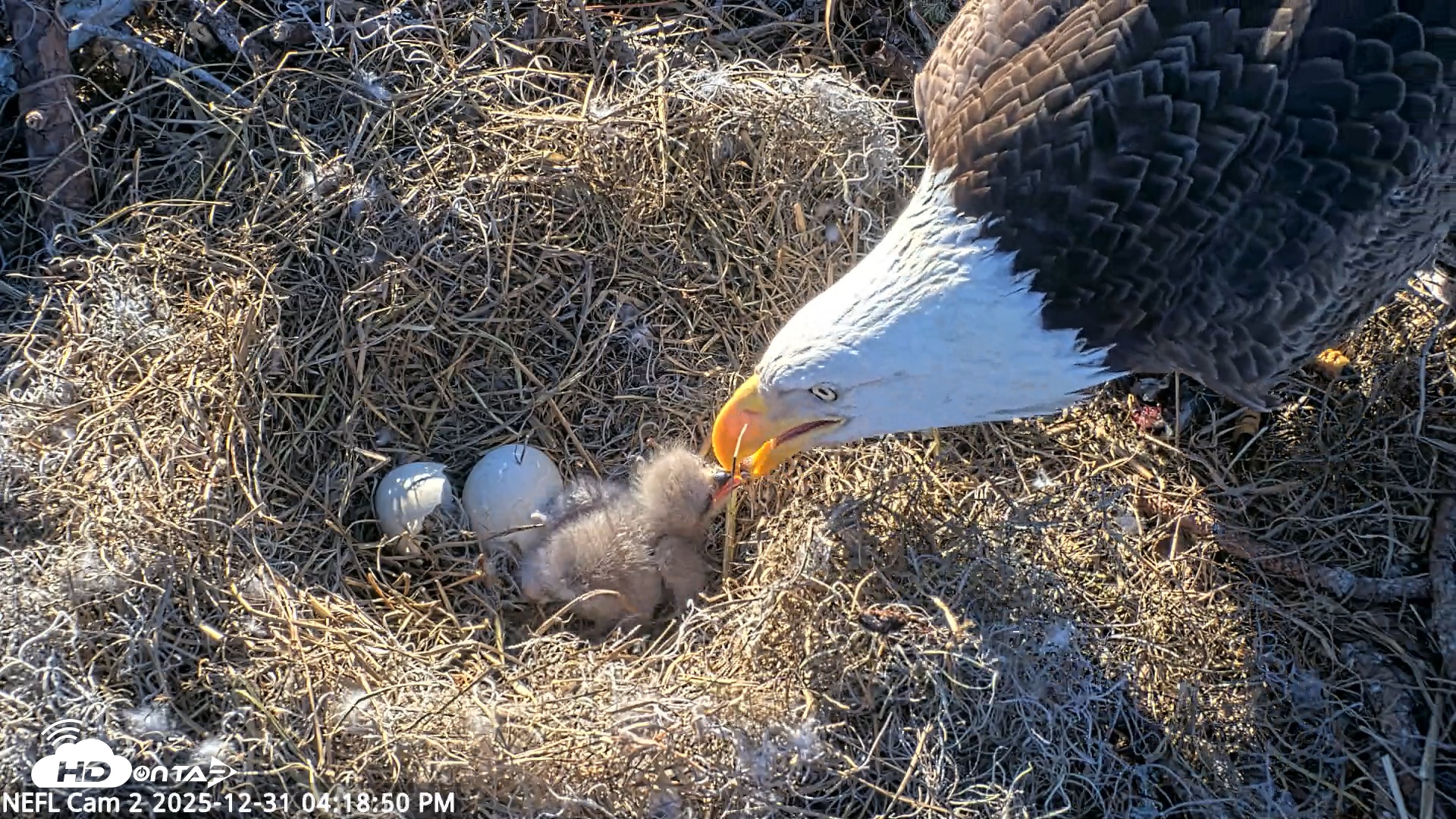 Snapshot of NE Florida Eagles Live Webcam taken Dec 31, 2025, 4:19pm EST