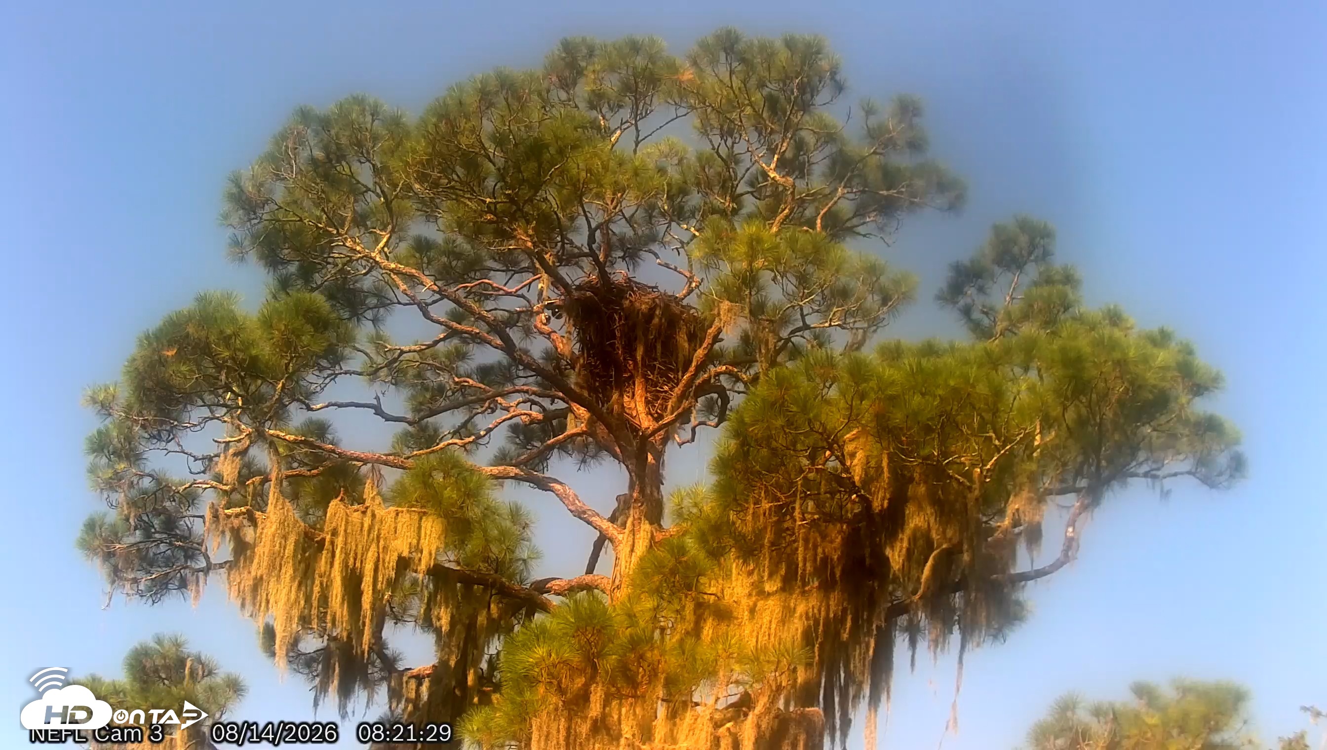 Snapshot of NE Florida Eagles Live Webcam taken Aug 14, 2026, 8:22am EDT