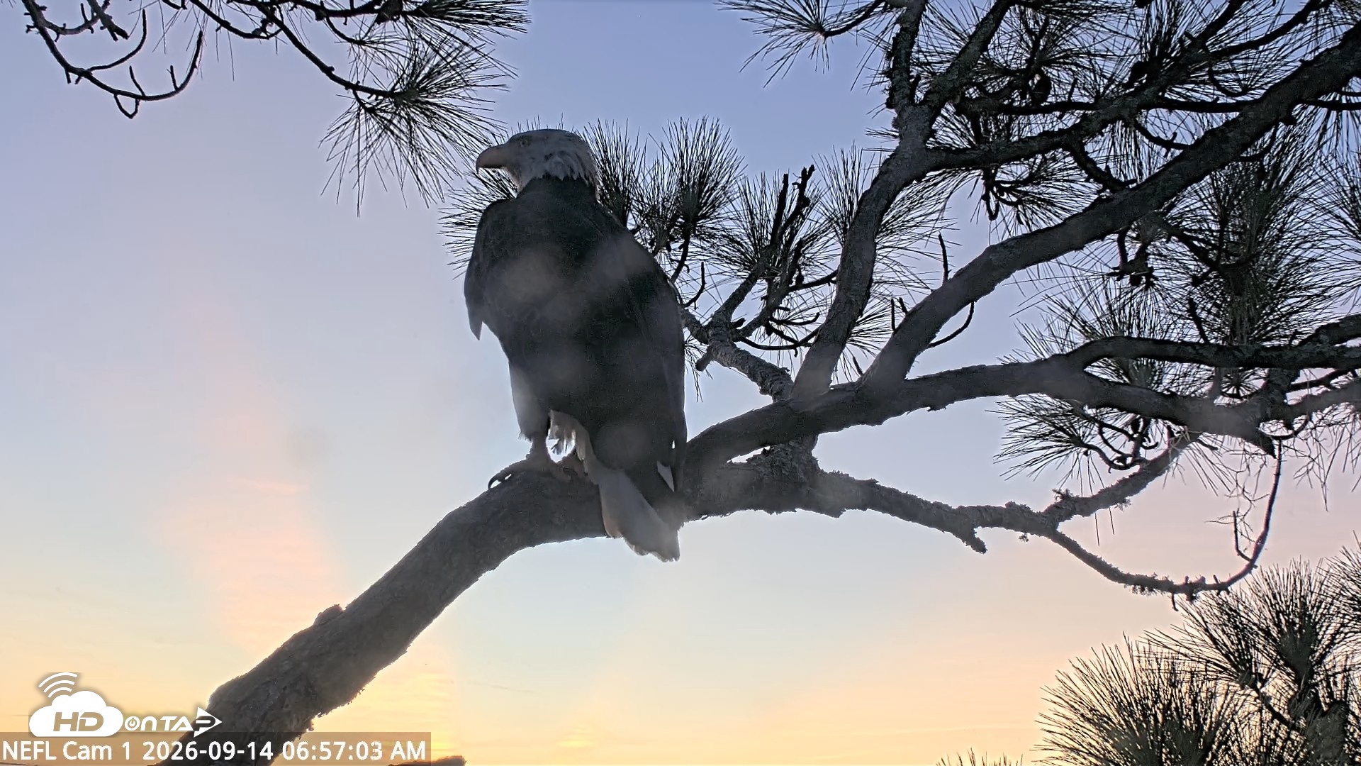 Snapshot of NE Florida Eagles Live Webcam taken Sep 14, 2026, 6:58am EDT