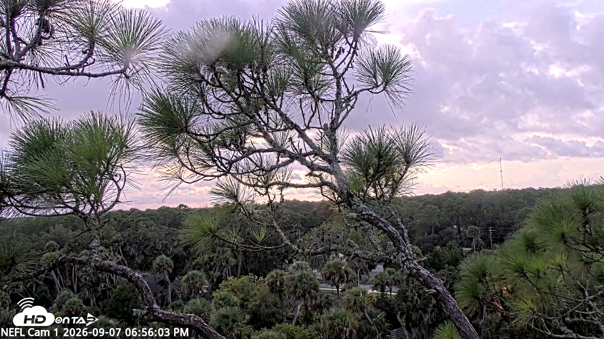 Snapshot of NE Florida Eagles Live Webcam taken Sep 7, 2026, 6:56pm EDT
