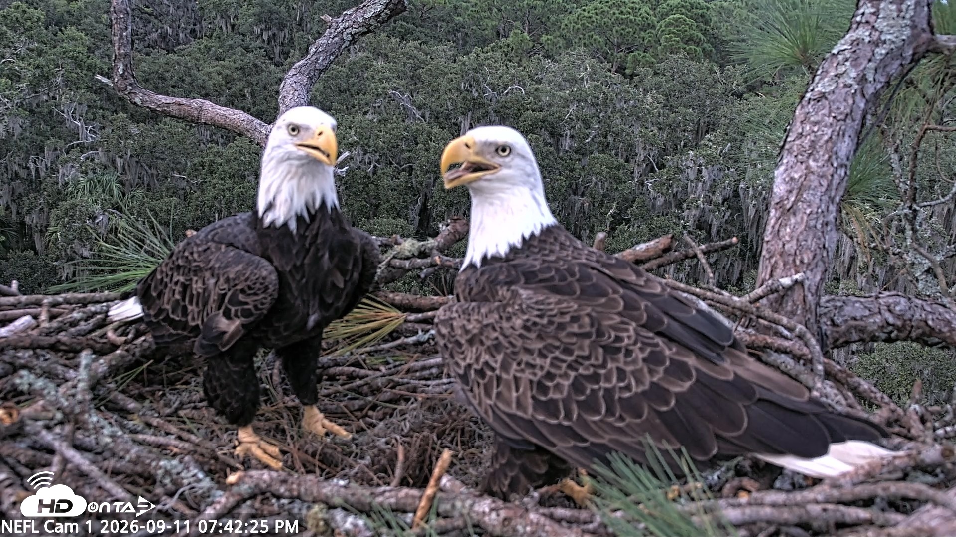 Snapshot of NE Florida Eagles Live Webcam taken Sep 11, 2026, 7:43pm EDT