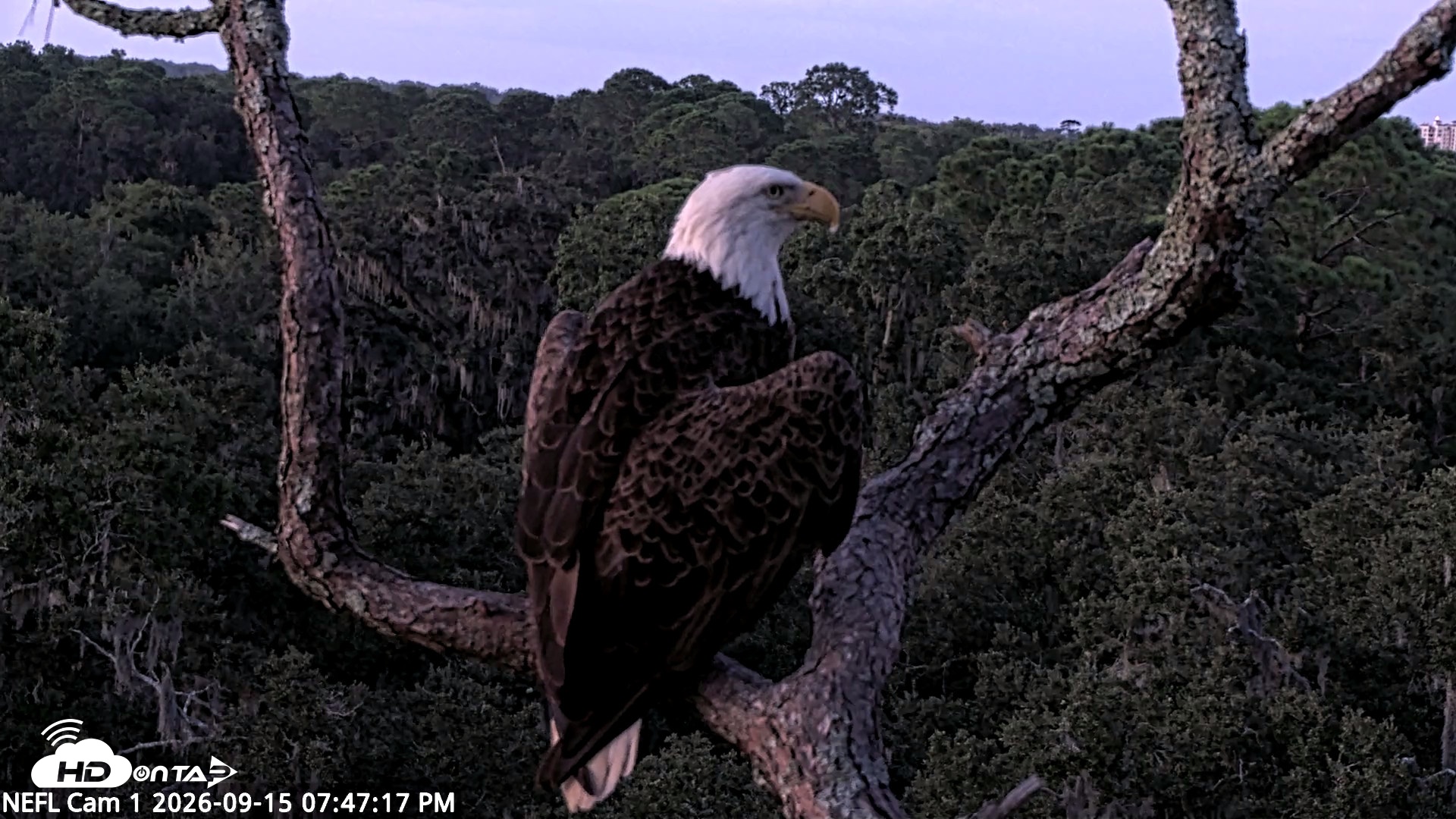 Snapshot of NE Florida Eagles Live Webcam taken Sep 15, 2026, 7:48pm EDT