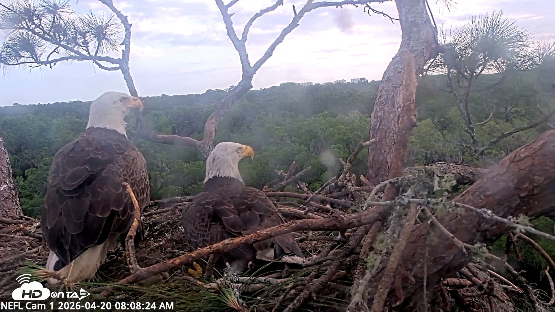 Snapshot of NE Florida Eagles Live Webcam taken Apr 20, 2026, 8:09am EDT