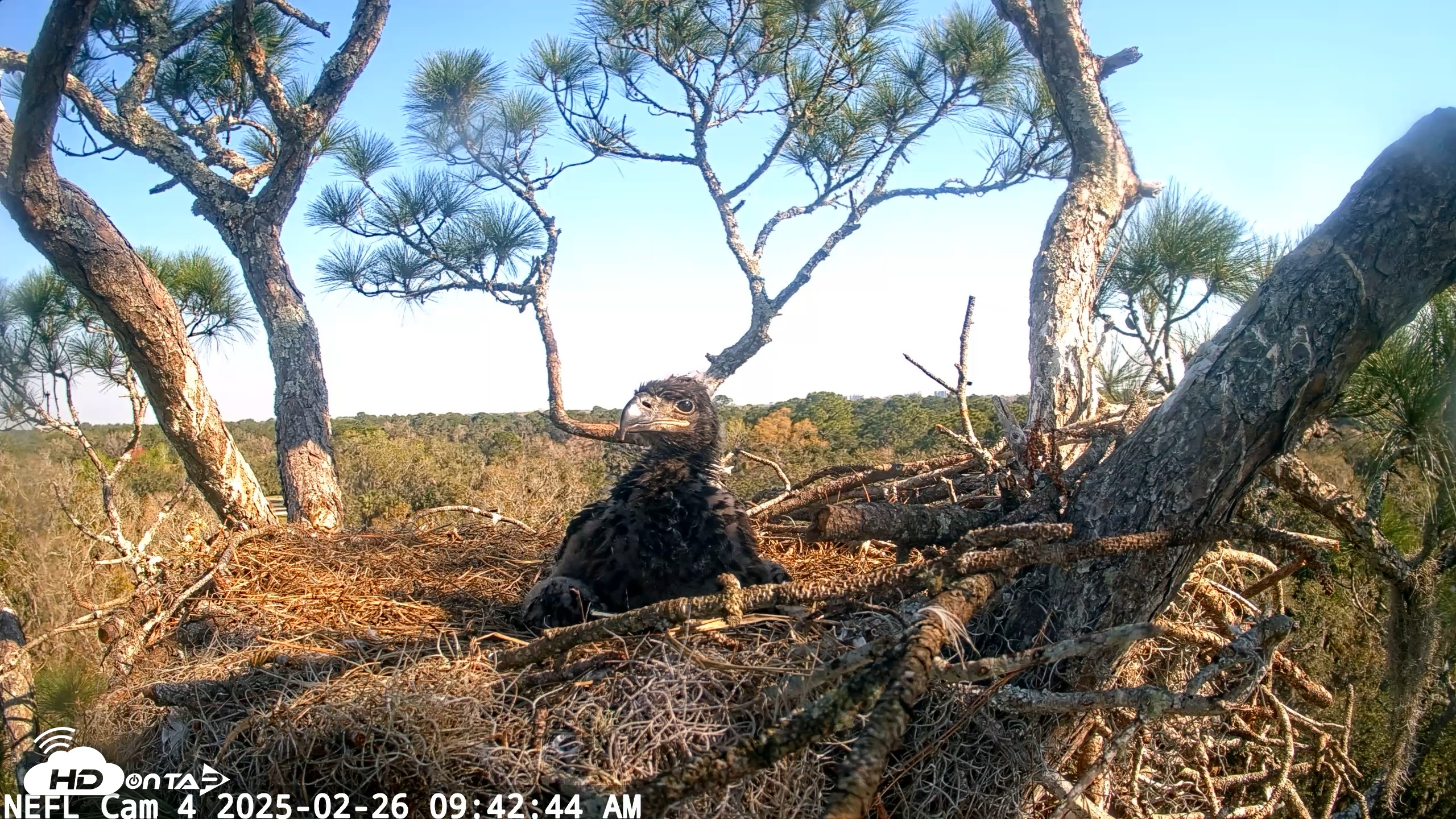 Snapshot of NE Florida Eagles Live Webcam taken Feb 26, 2025, 9:42am EST