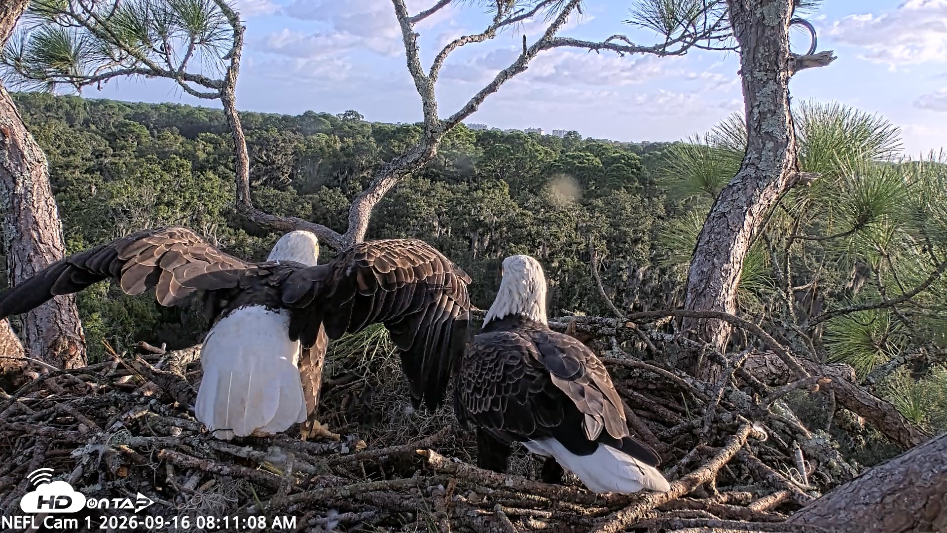 Snapshot of NE Florida Eagles Live Webcam taken Sep 16, 2026, 8:12am EDT