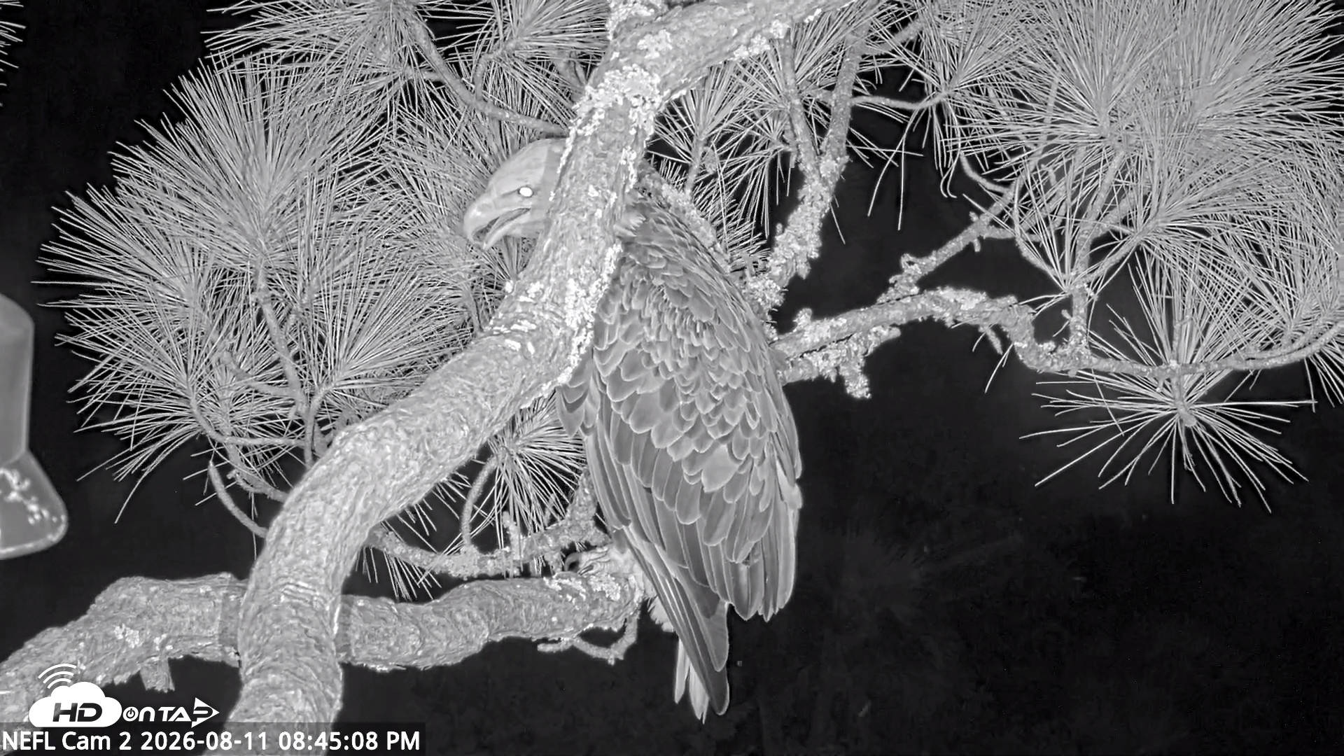 Snapshot of NE Florida Eagles Live Webcam taken Aug 11, 2026, 8:46pm EDT