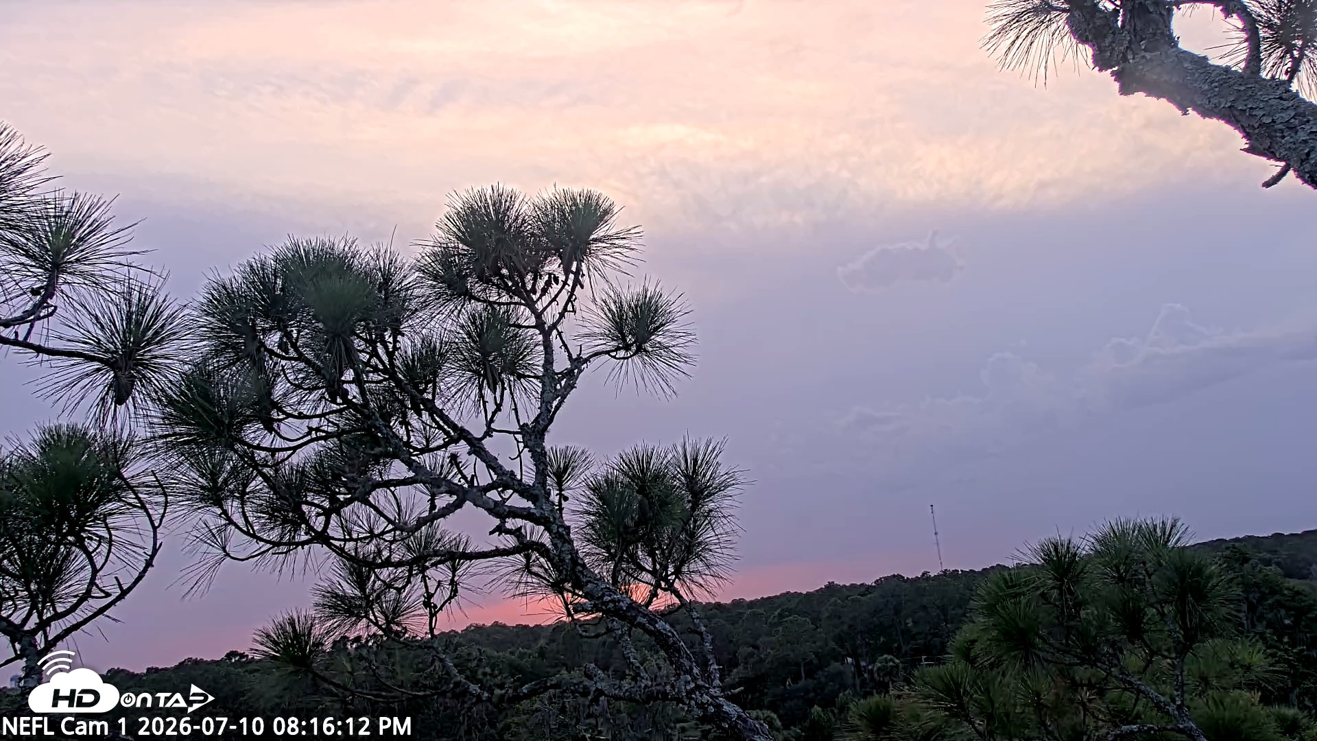 Snapshot of NE Florida Eagles Live Webcam taken Jul 10, 2026, 8:17pm EDT