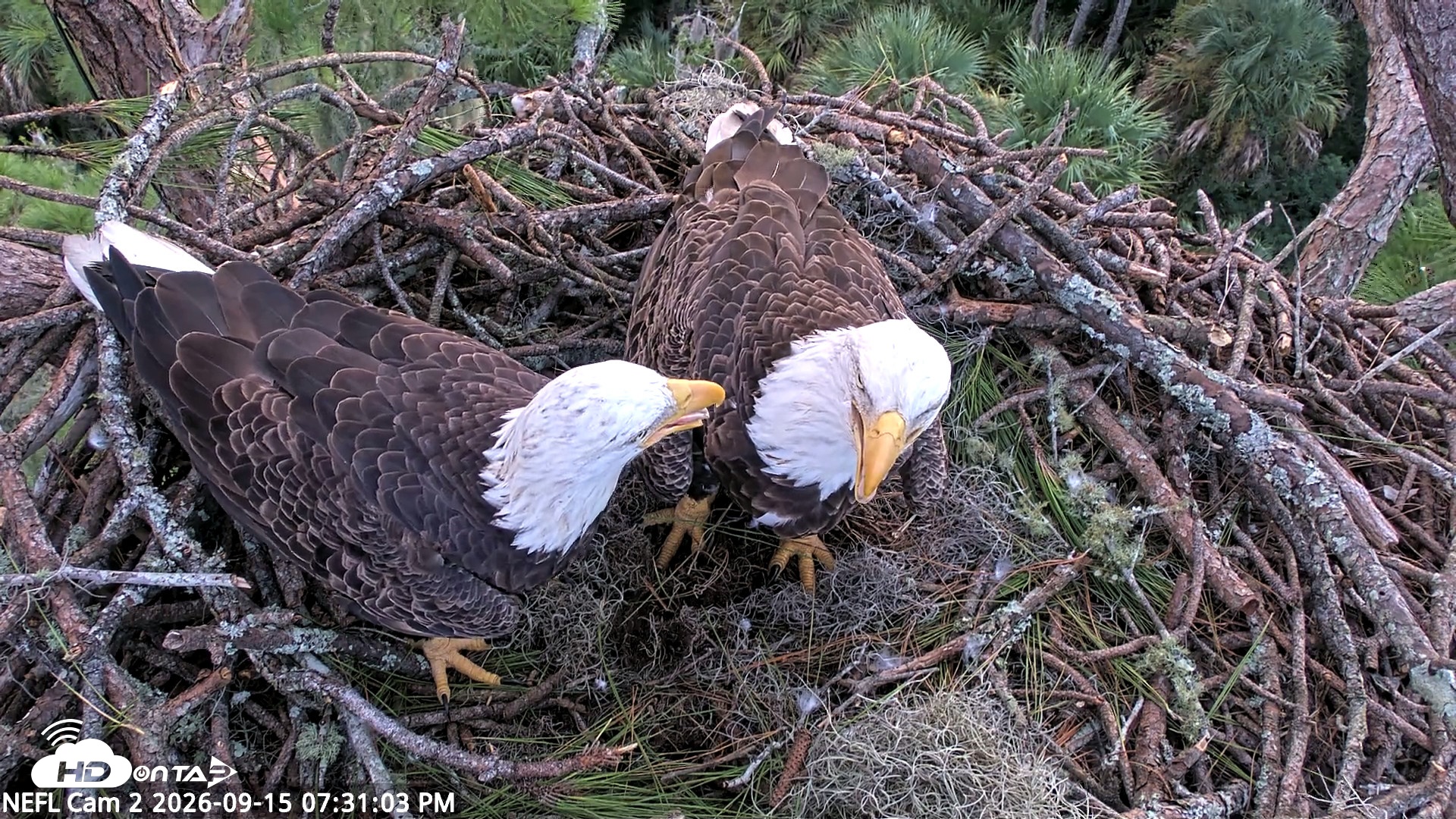 Snapshot of NE Florida Eagles Live Webcam taken Sep 15, 2026, 7:32pm EDT