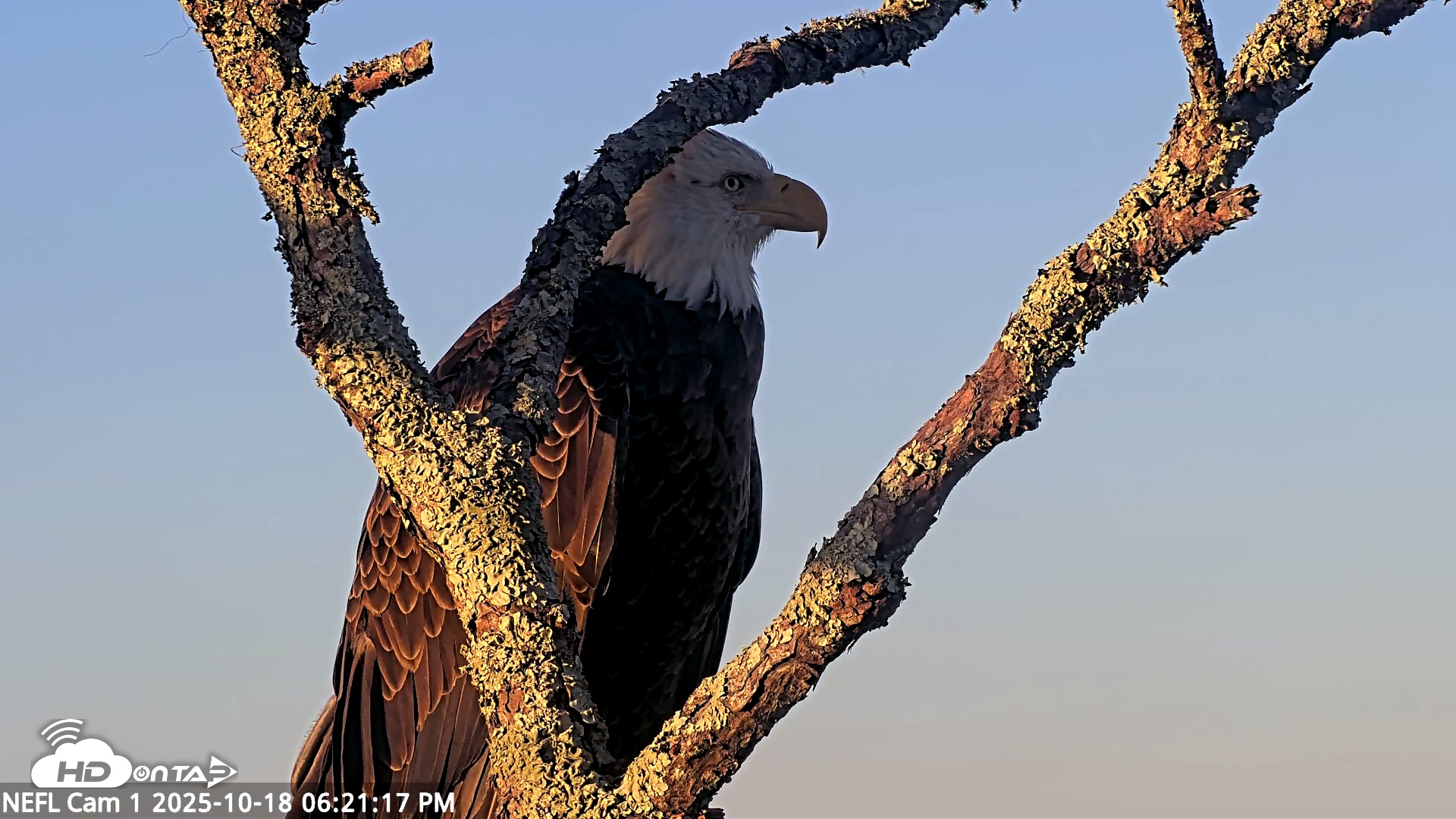 Snapshot of NE Florida Eagles Live Webcam taken Oct 18, 2025, 6:22pm EDT