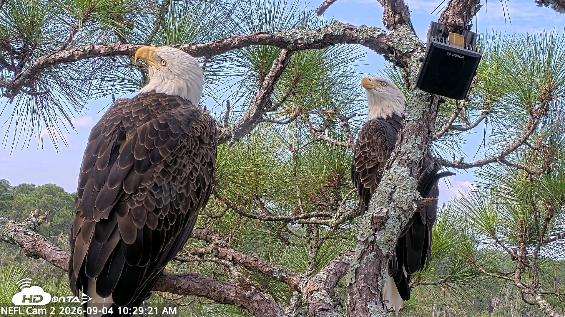 Snapshot of NE Florida Eagles Live Webcam taken Sep 4, 2026, 10:30am EDT