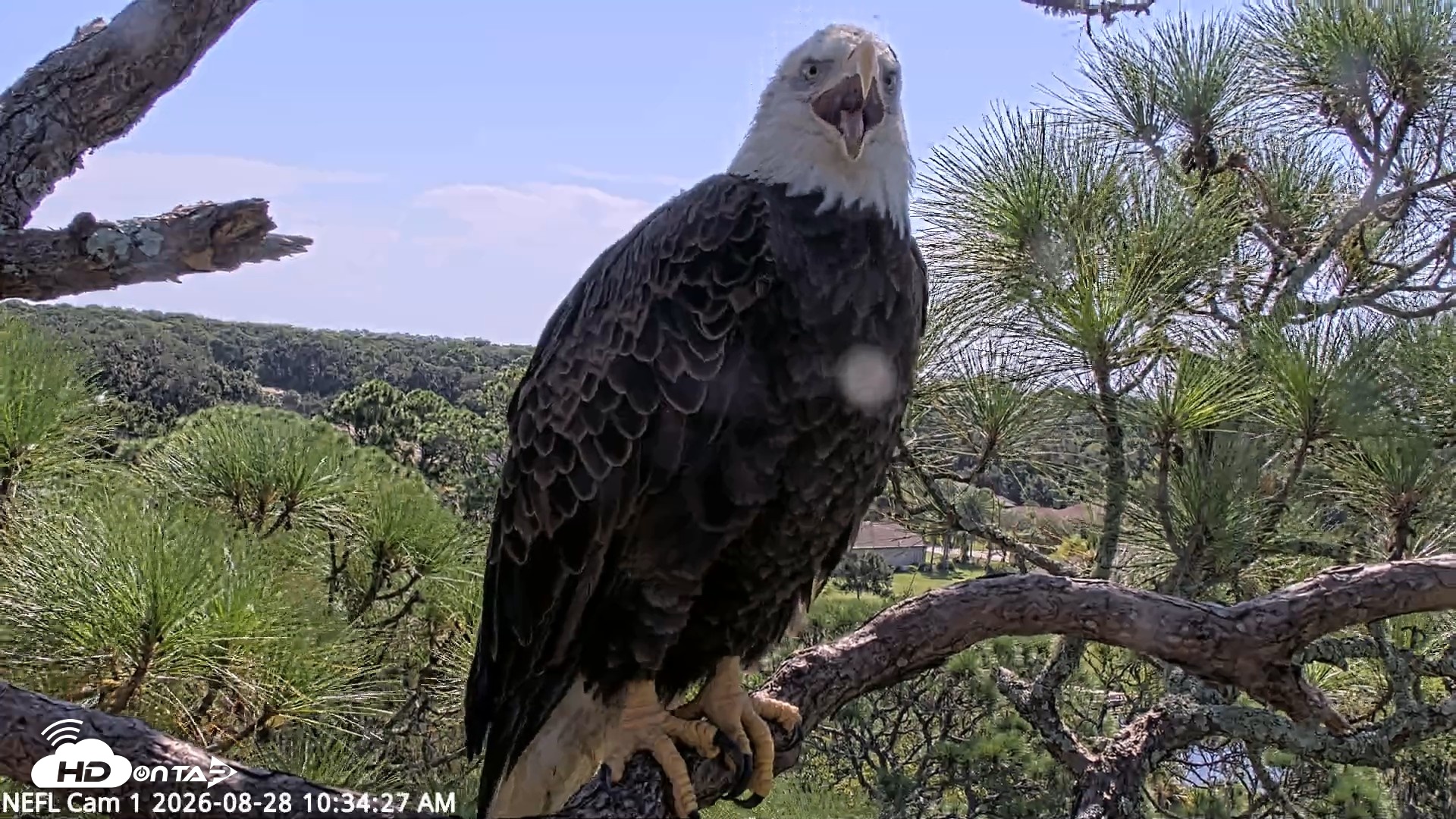 Snapshot of NE Florida Eagles Live Webcam taken Aug 28, 2026, 10:35am EDT