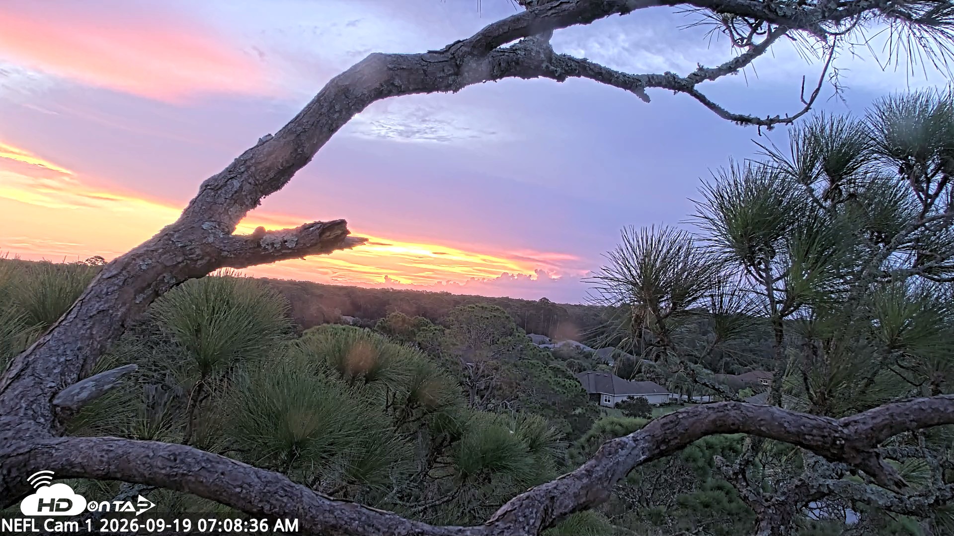Snapshot of NE Florida Eagles Live Webcam taken Sep 19, 2026, 7:09am EDT