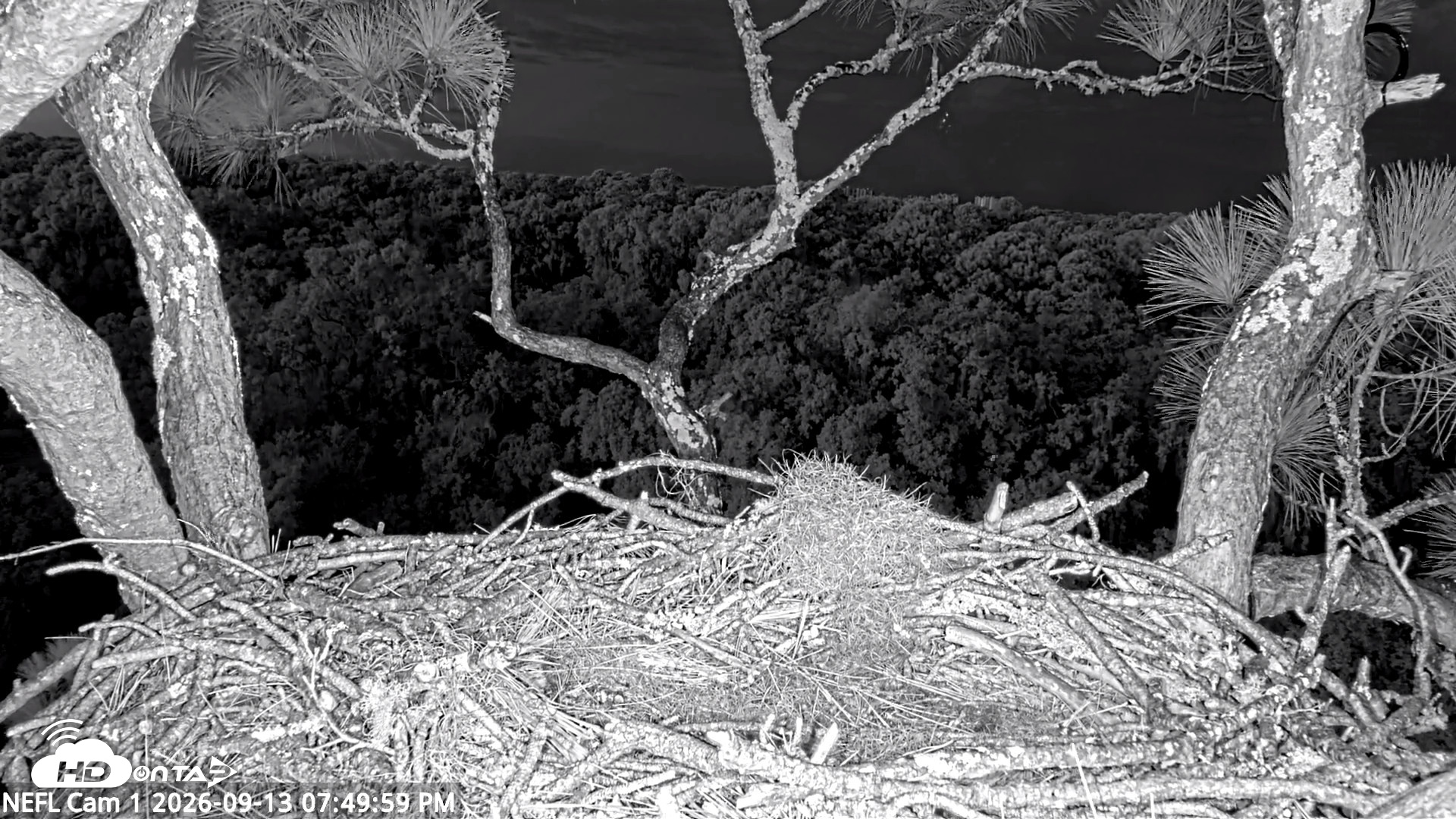 Snapshot of NE Florida Eagles Live Webcam taken Sep 13, 2026, 7:51pm EDT
