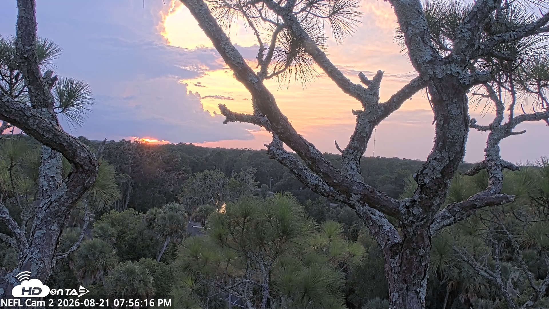 Snapshot of NE Florida Eagles Live Webcam taken Aug 21, 2026, 7:57pm EDT