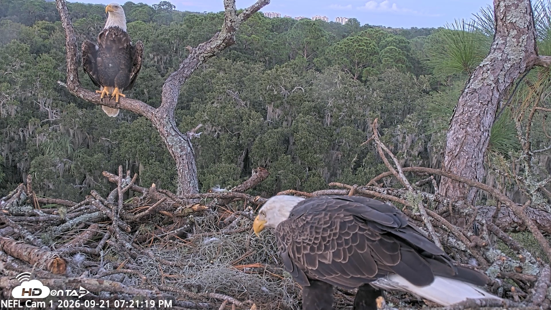 Snapshot of NE Florida Eagles Live Webcam taken Sep 21, 2026, 7:22pm EDT