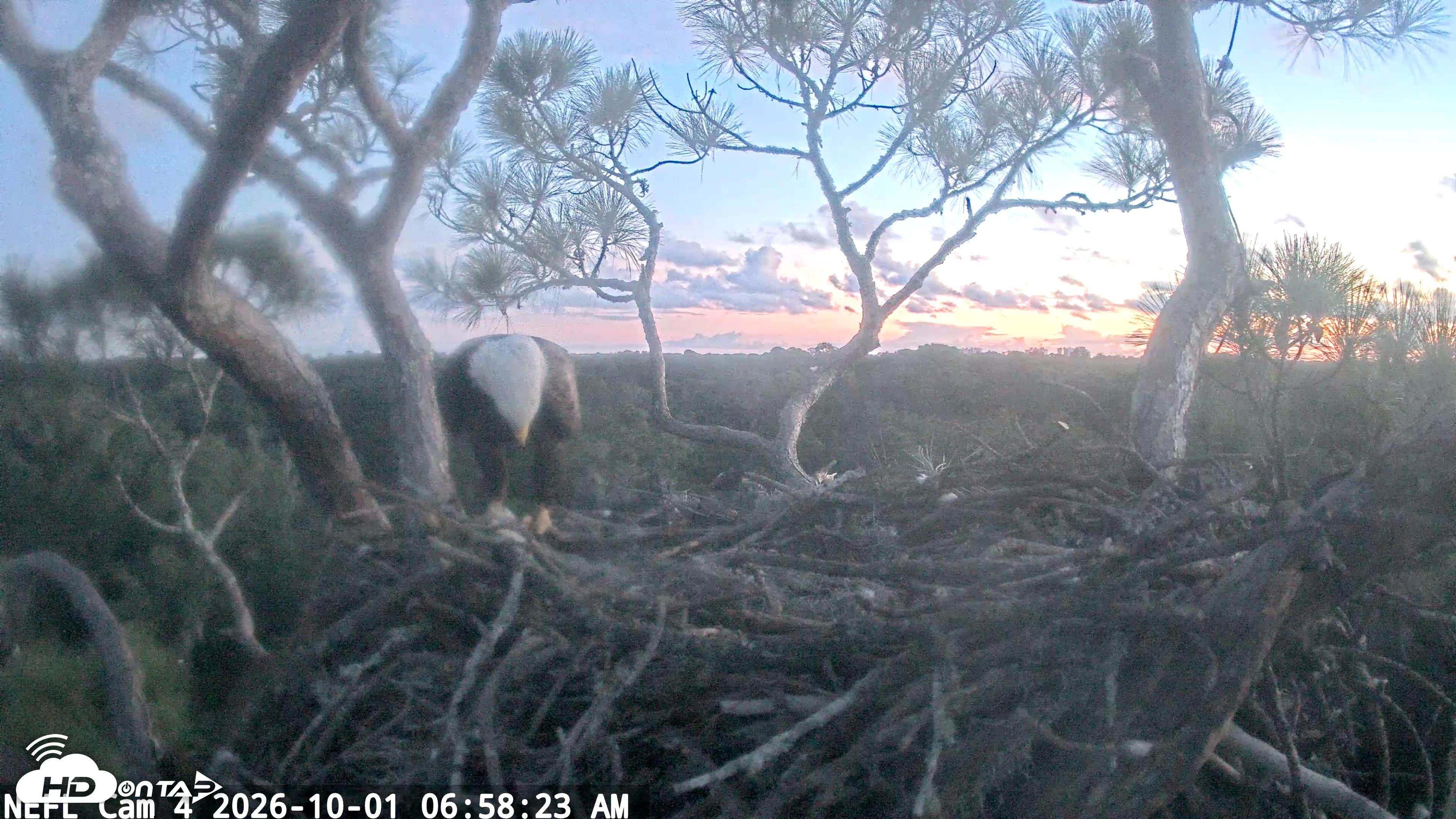 Snapshot of NE Florida Eagles Live Webcam taken Oct 1, 2026, 6:59am EDT