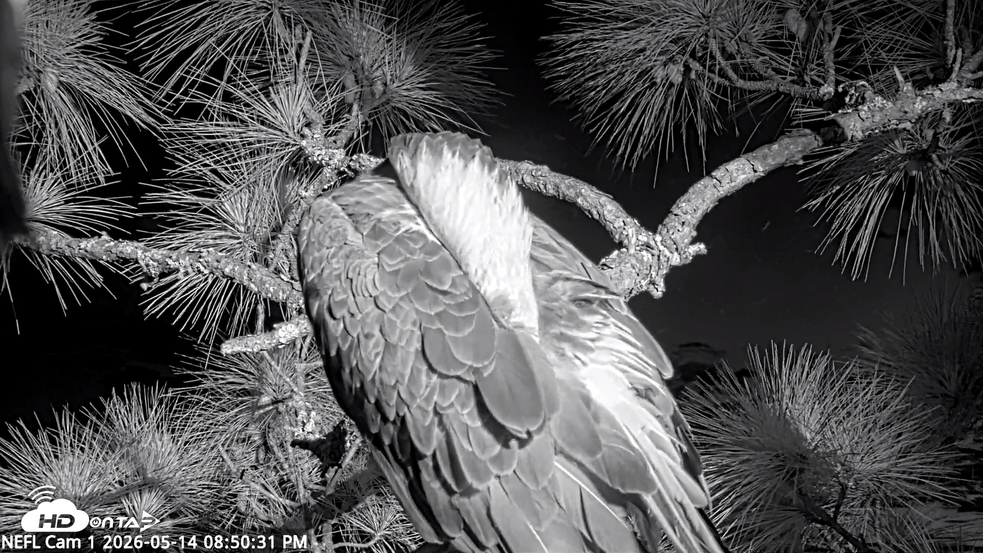 Snapshot of NE Florida Eagles Live Webcam taken May 14, 2026, 8:51pm EDT