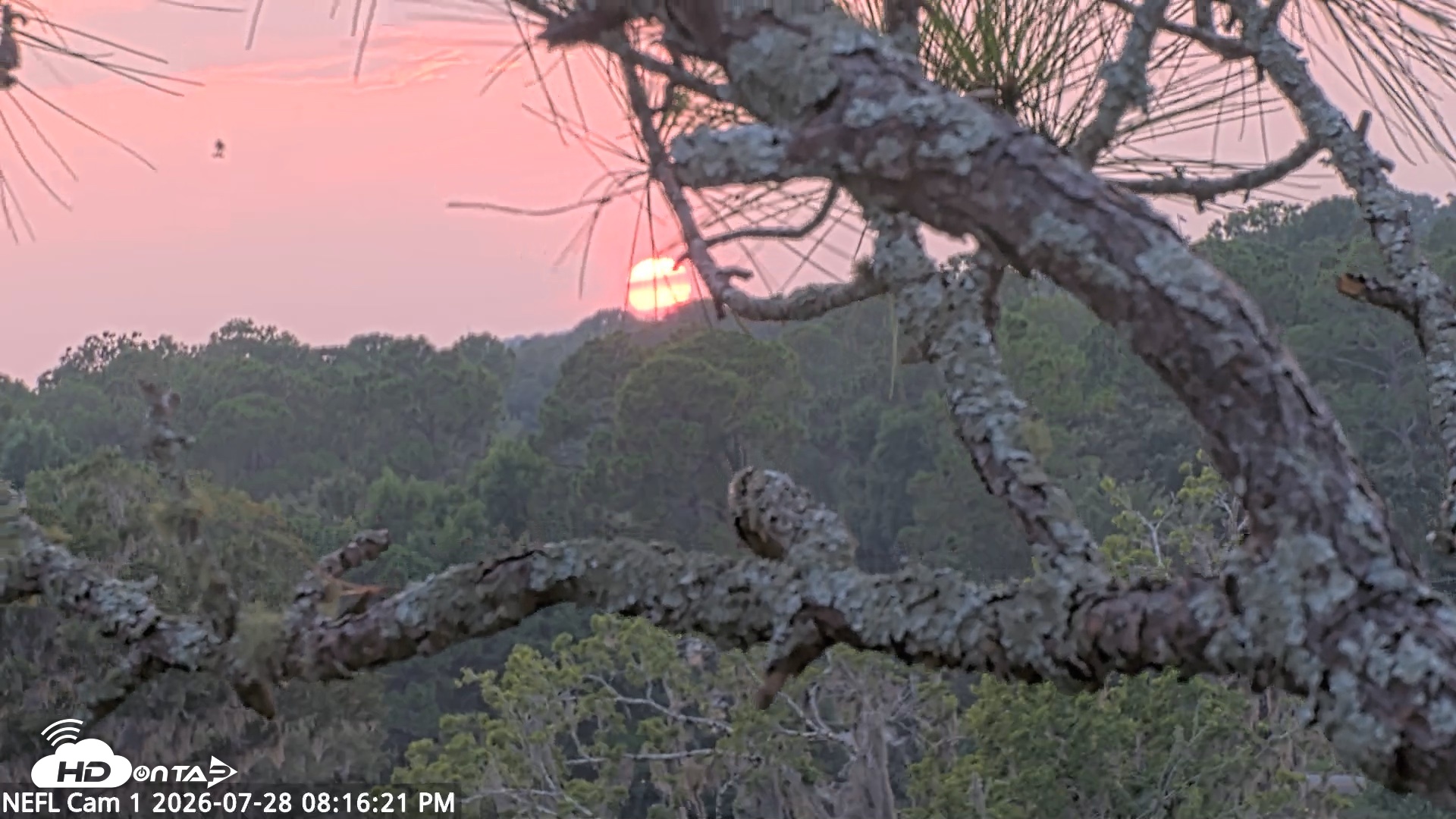 Snapshot of NE Florida Eagles Live Webcam taken Jul 28, 2026, 8:17pm EDT
