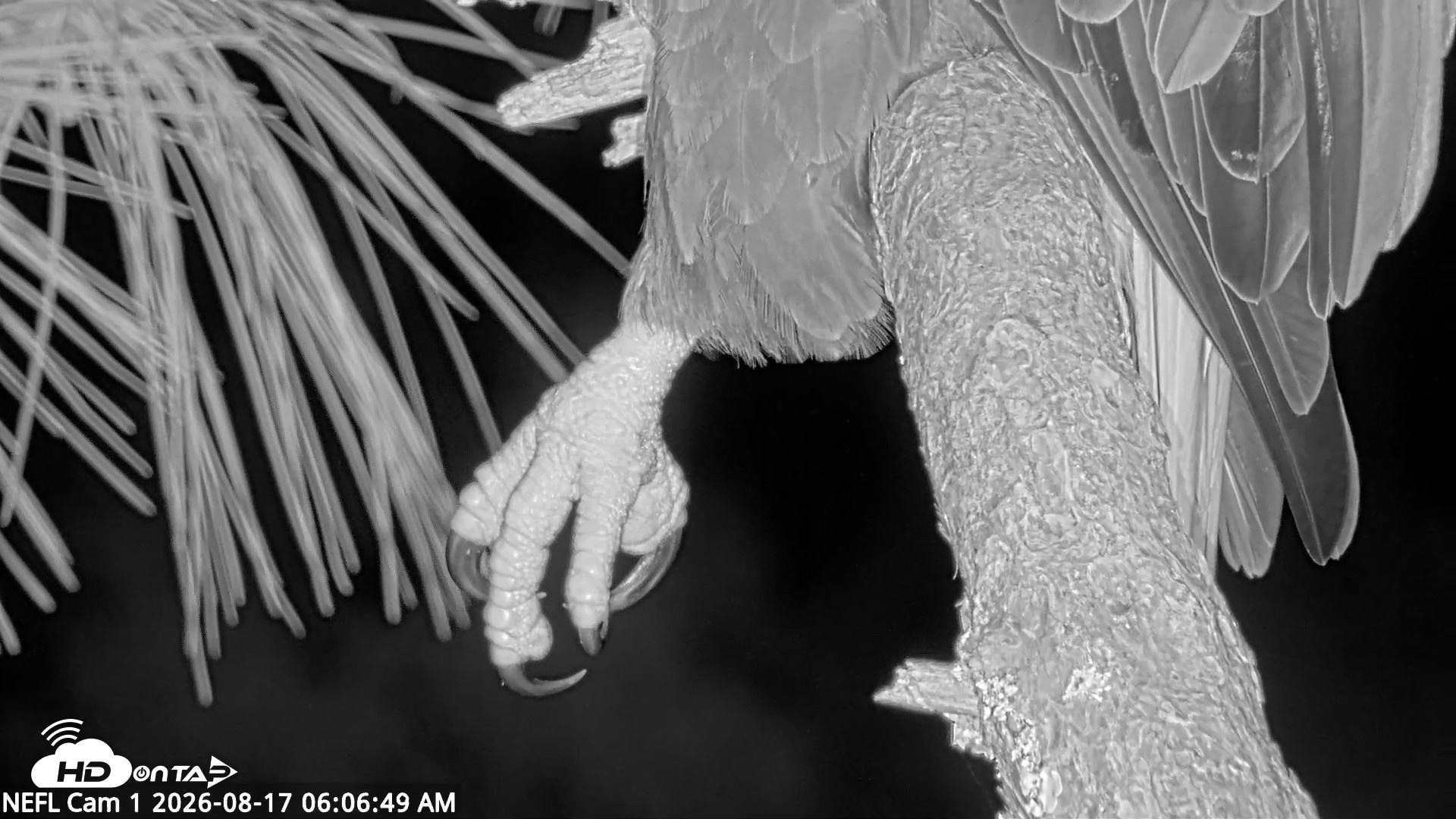 Snapshot of NE Florida Eagles Live Webcam taken Aug 17, 2026, 6:07am EDT