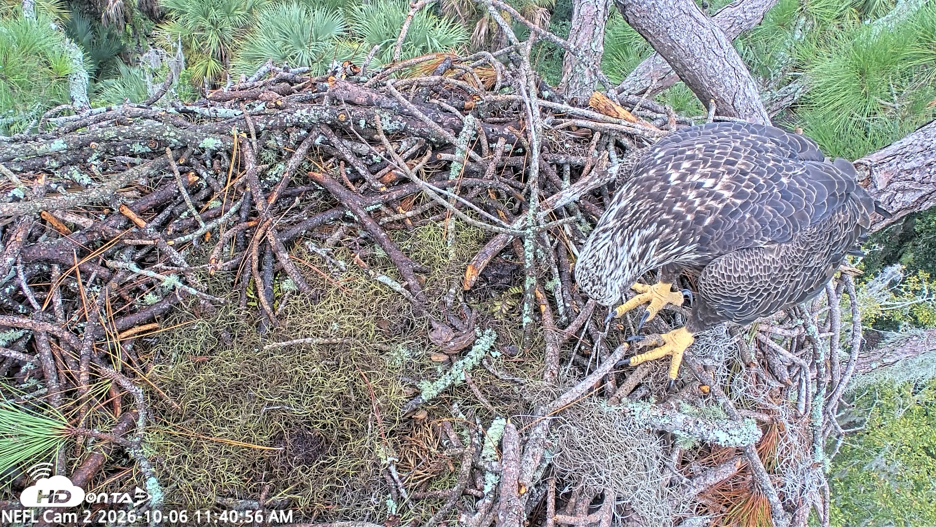 Snapshot of NE Florida Eagles Live Webcam taken Oct 6, 2026, 11:41am EDT
