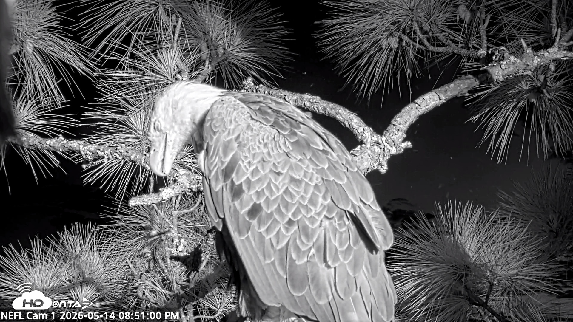 Snapshot of NE Florida Eagles Live Webcam taken May 14, 2026, 8:52pm EDT