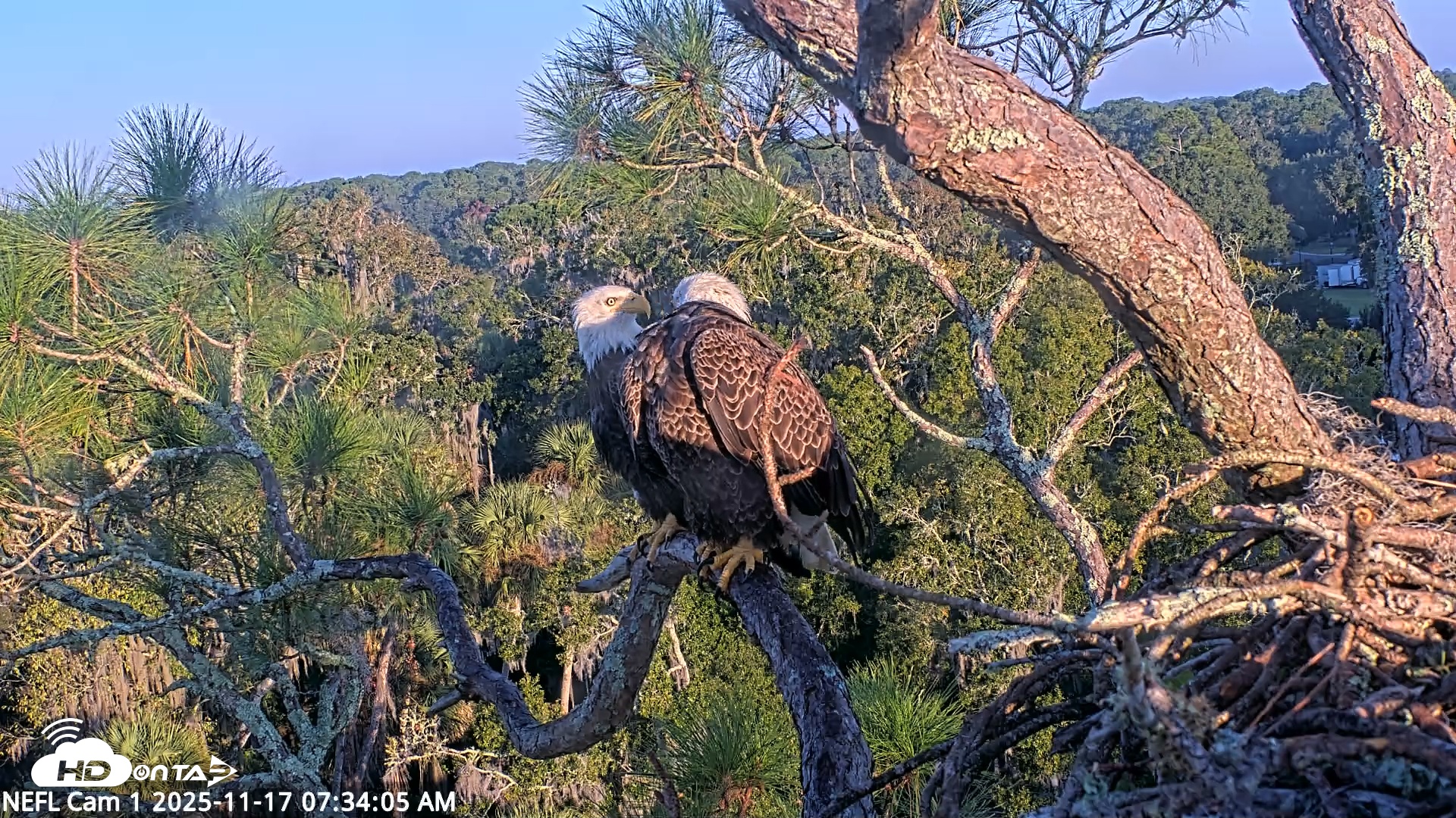Snapshot of NE Florida Eagles Live Webcam taken Nov 17, 2025, 7:34am EST