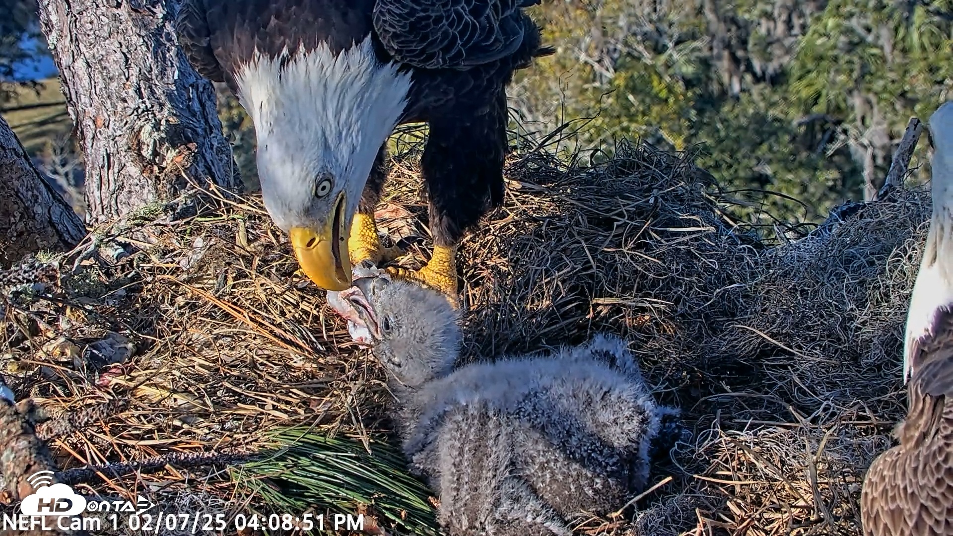 Snapshot of NE Florida Eagles Live Webcam taken Feb 7, 2025, 4:09pm EST