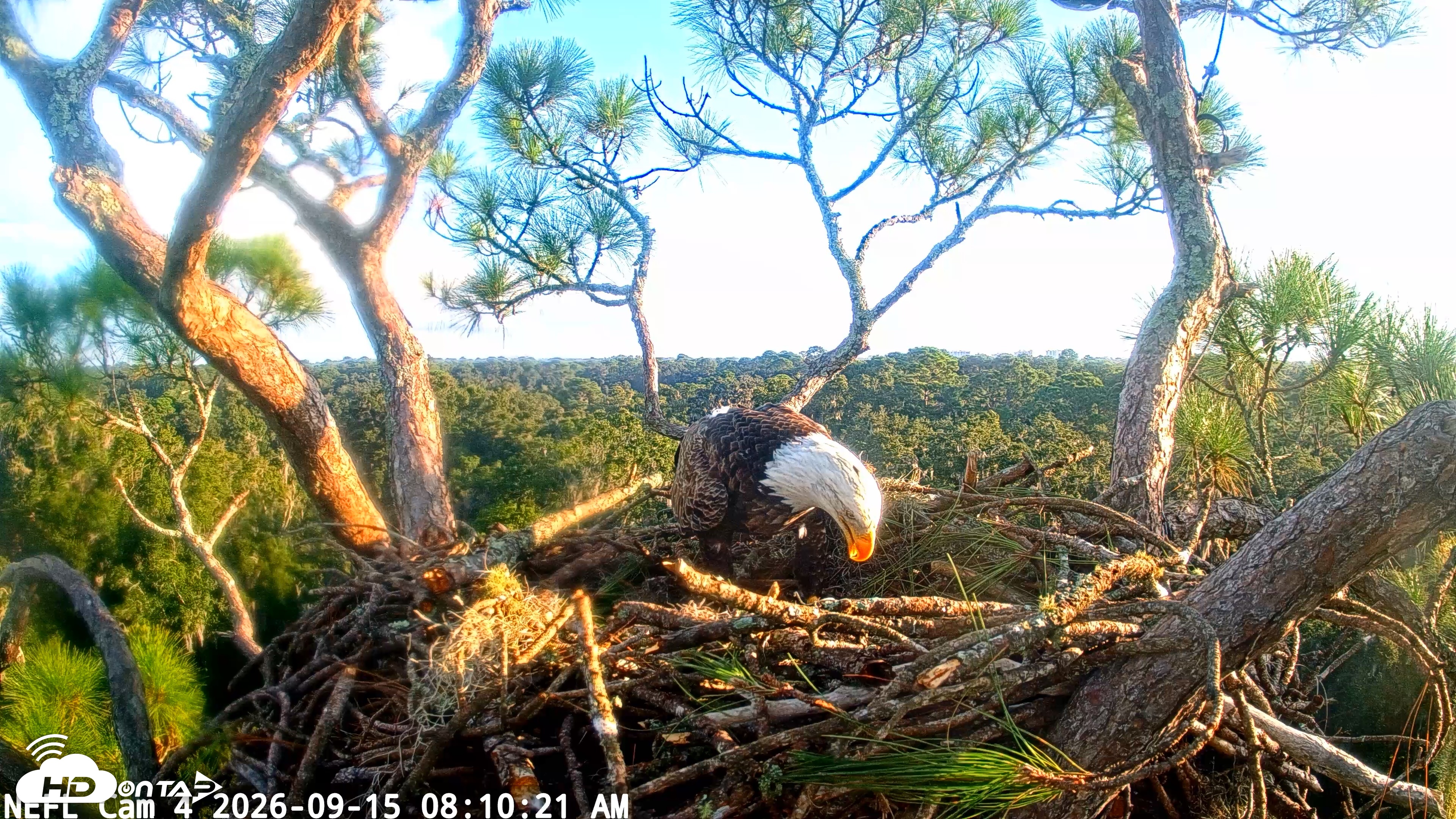 Snapshot of NE Florida Eagles Live Webcam taken Sep 15, 2026, 8:11am EDT