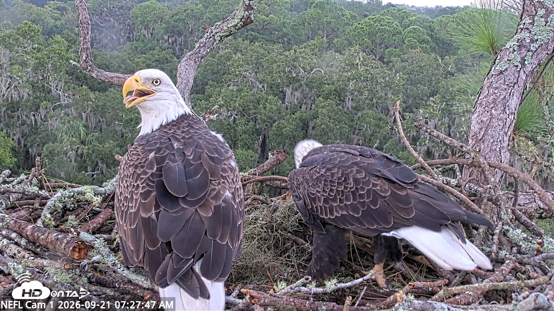 Snapshot of NE Florida Eagles Live Webcam taken Sep 21, 2026, 7:28am EDT