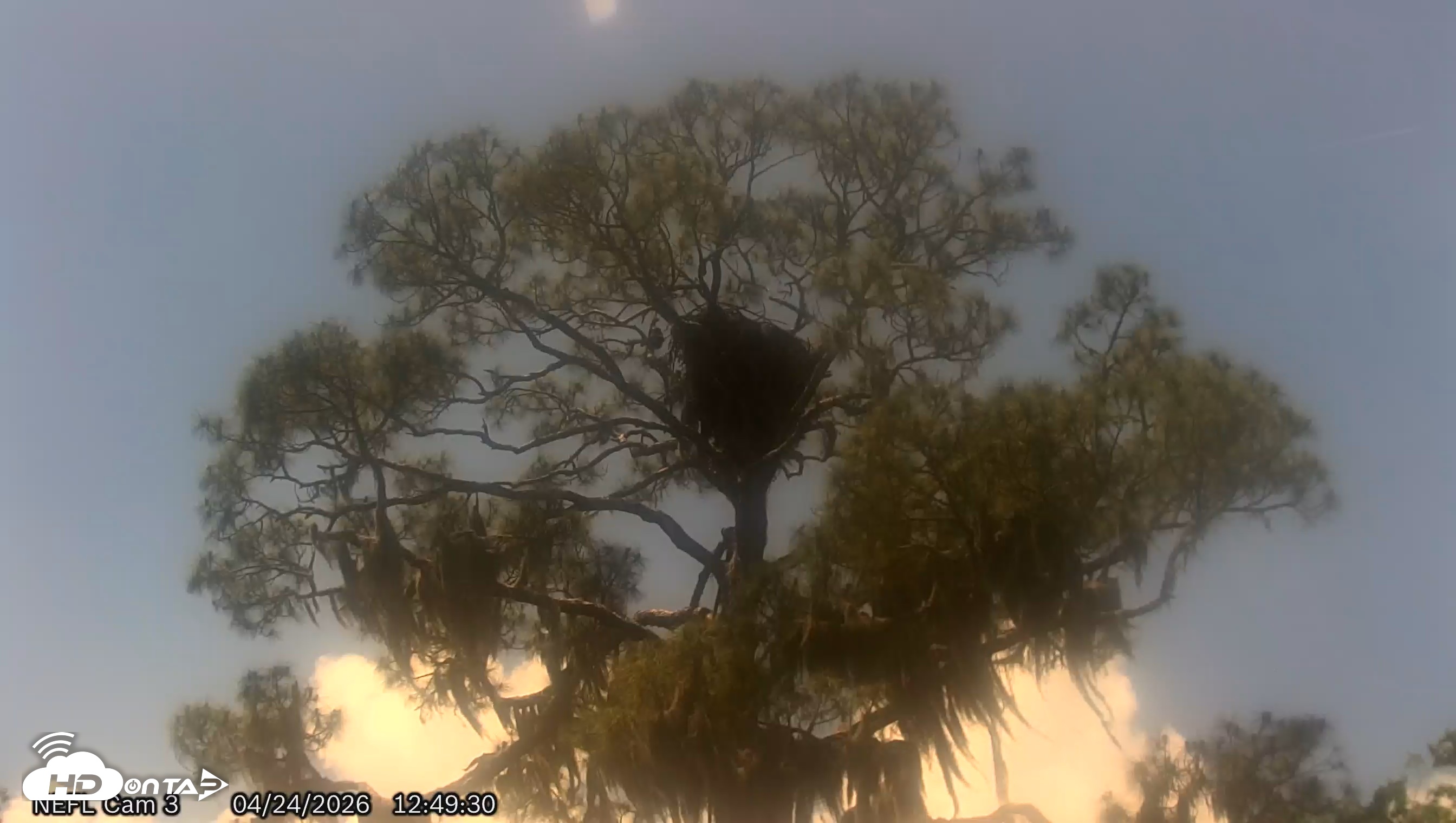 Snapshot of NE Florida Eagles Live Webcam taken Apr 24, 2026, 12:50pm EDT