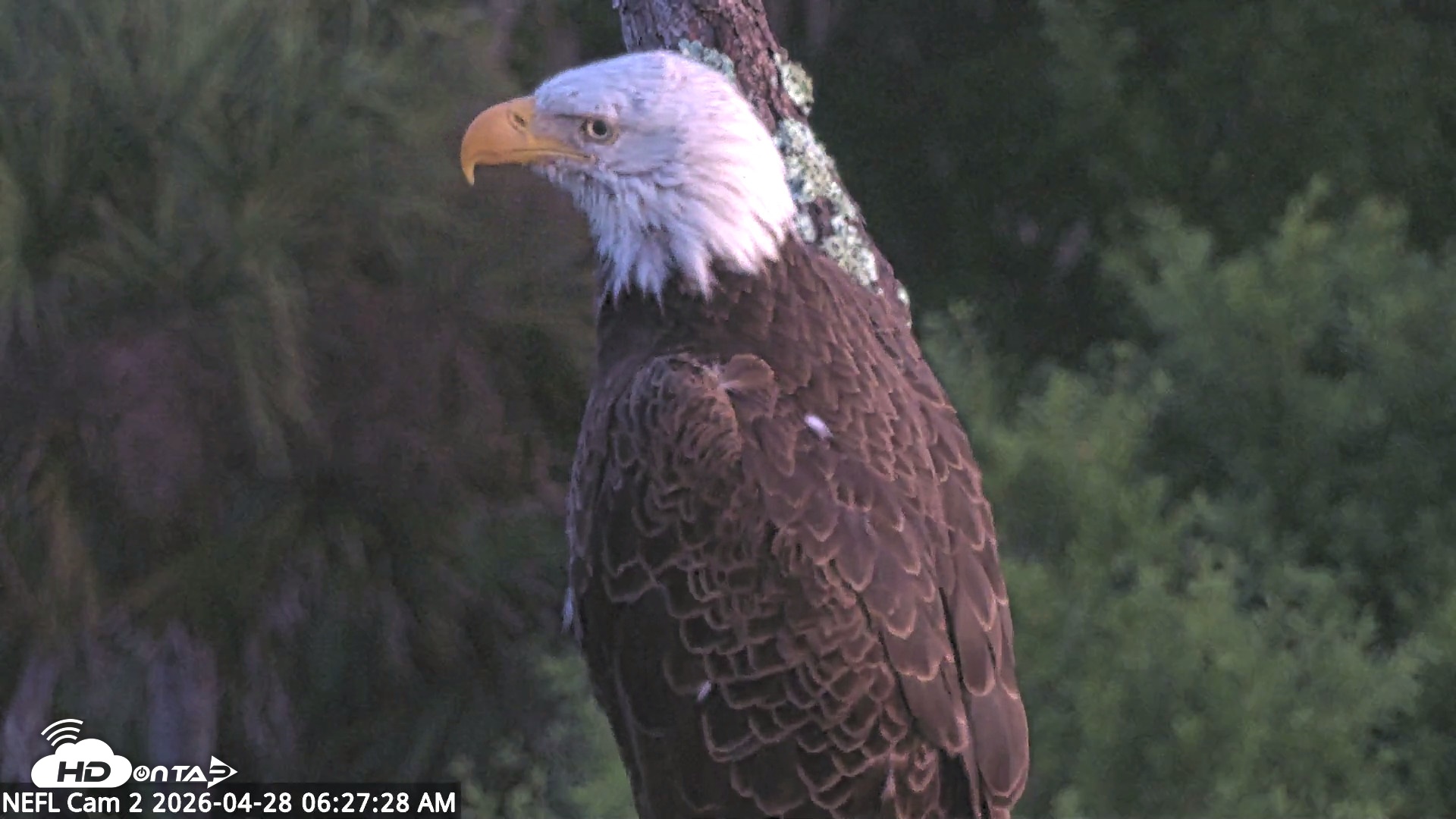 Snapshot of NE Florida Eagles Live Webcam taken Apr 28, 2026, 6:28am EDT